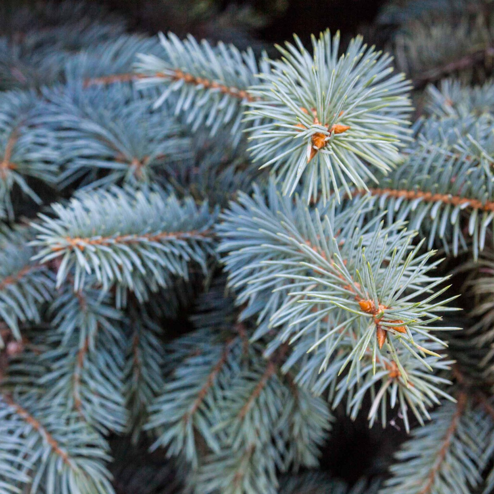 Baby Blue Spruce Hover