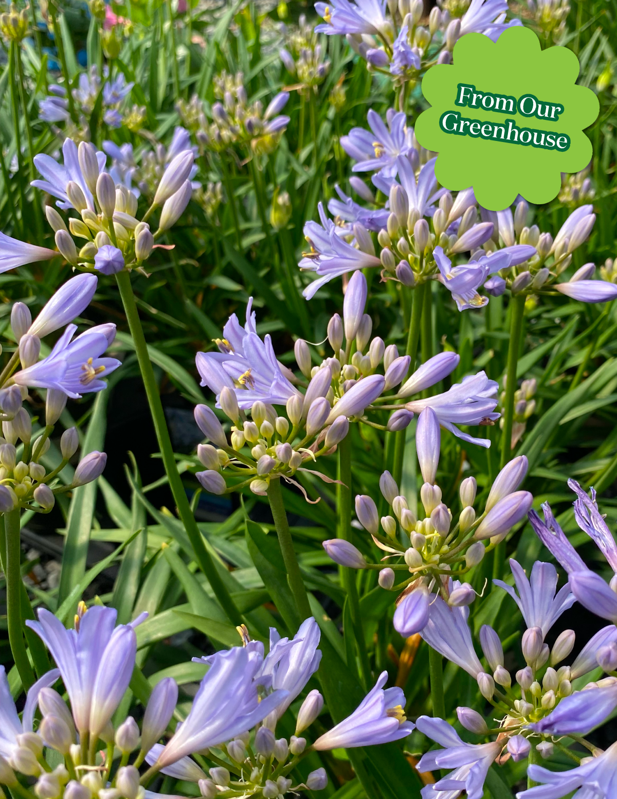 Baby Pete™ Agapanthus Hover