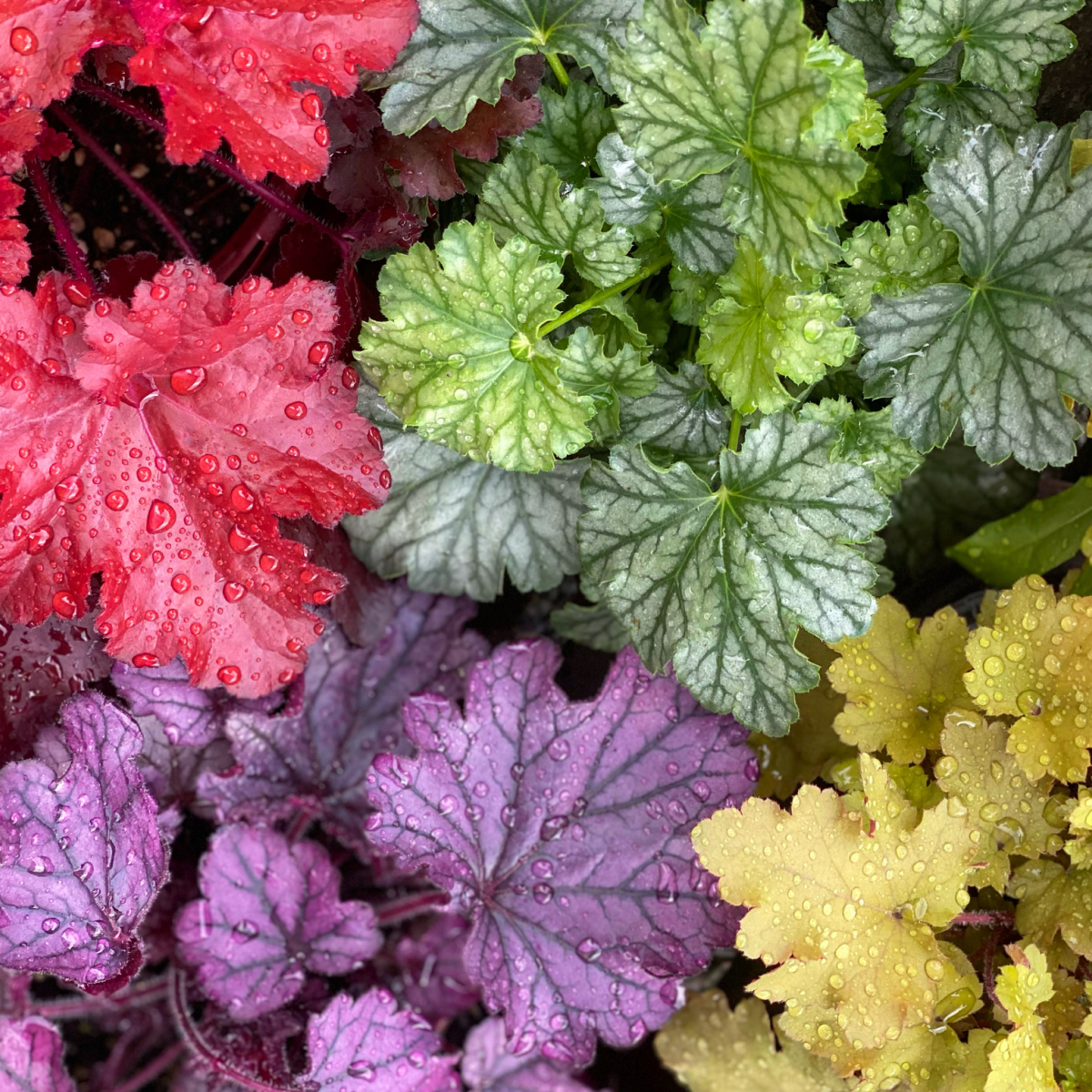 Balboa Sunset® Heuchera Hover