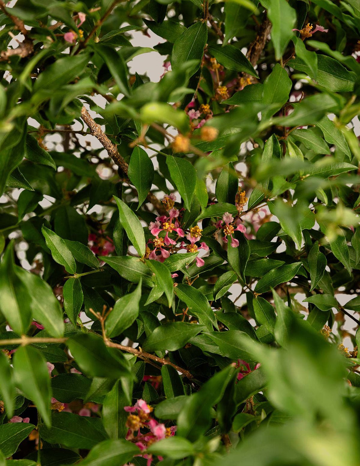 Barbados ‘Acerola’ Cherry Tree Hover