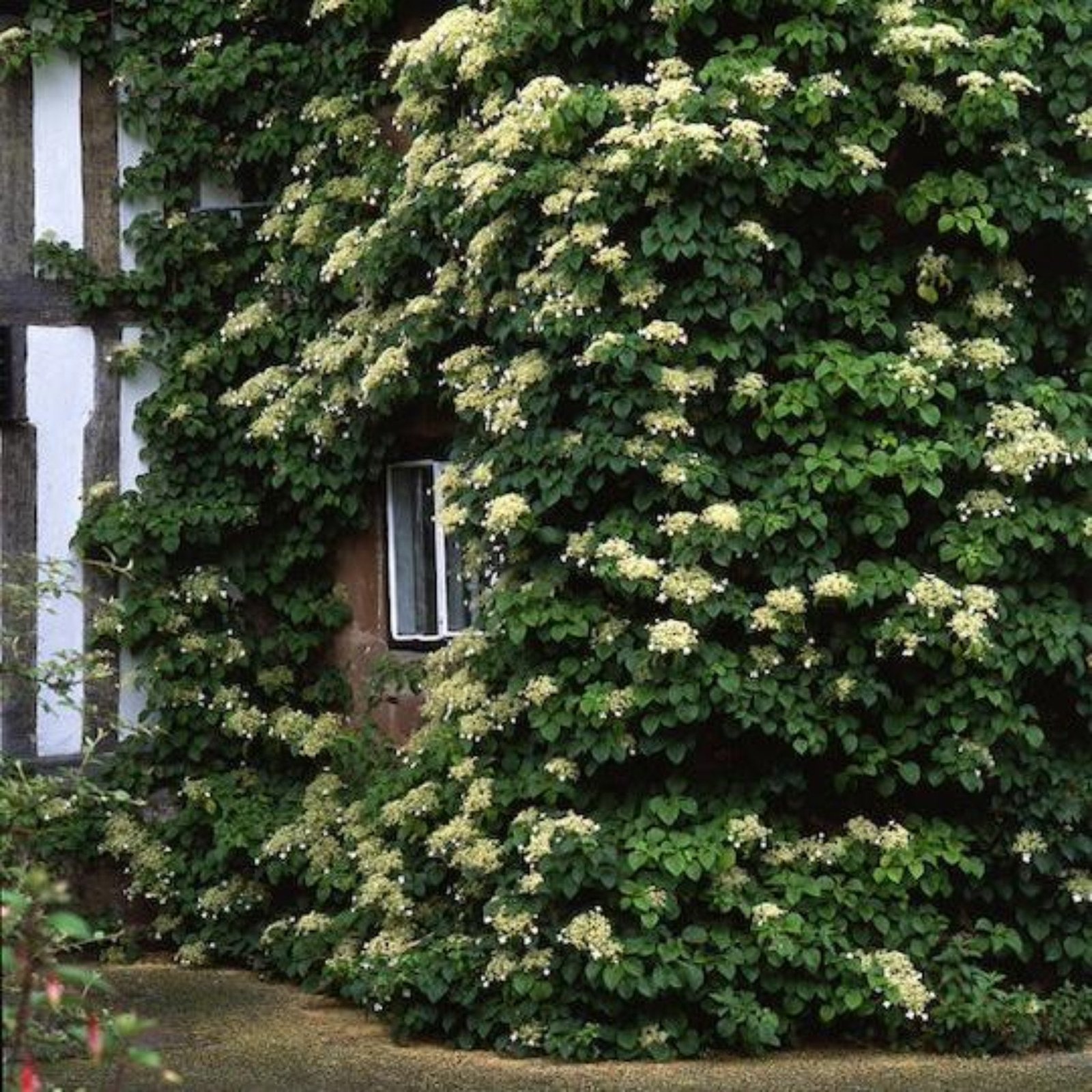 Barbara Ann Climbing Hydrangea Hover