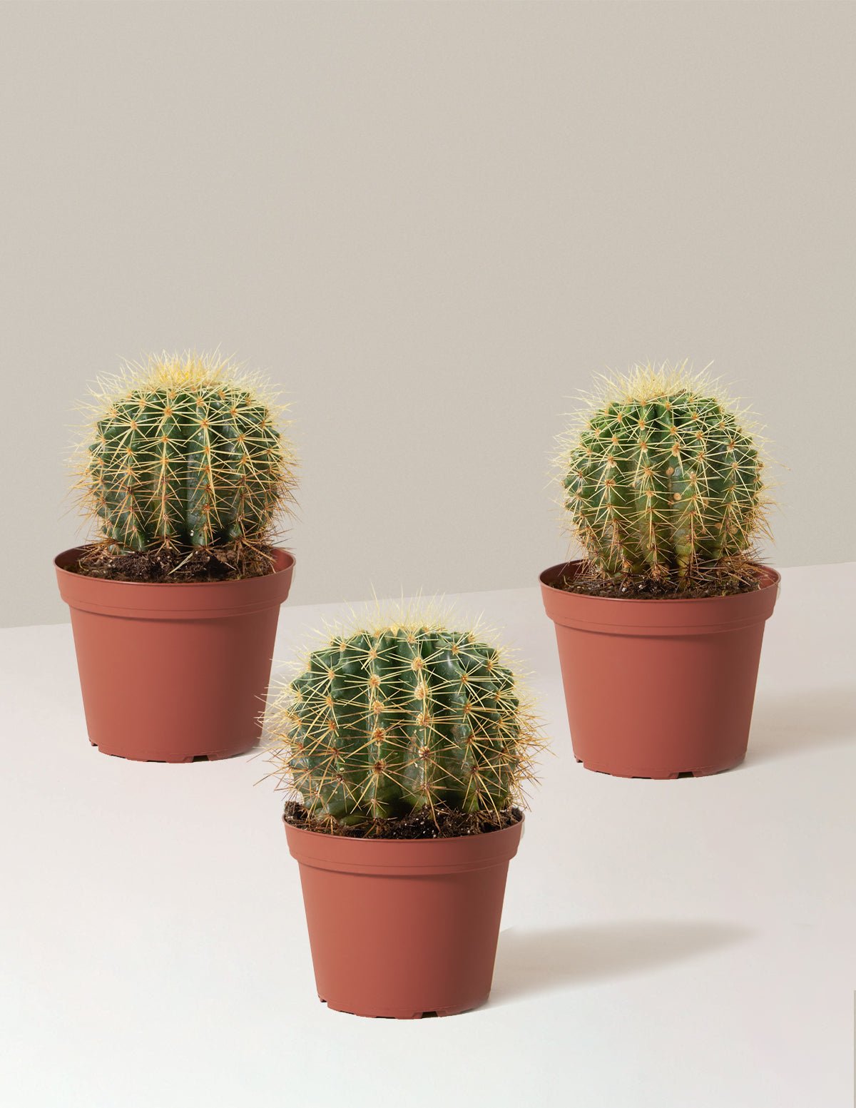 Barrel Cactus Hover
