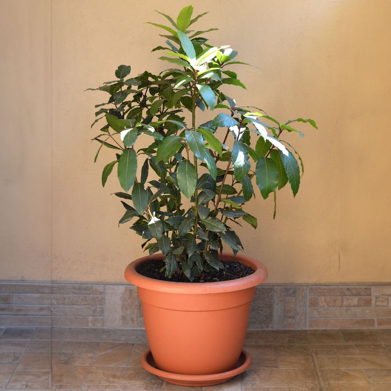 Bay Laurel Hover