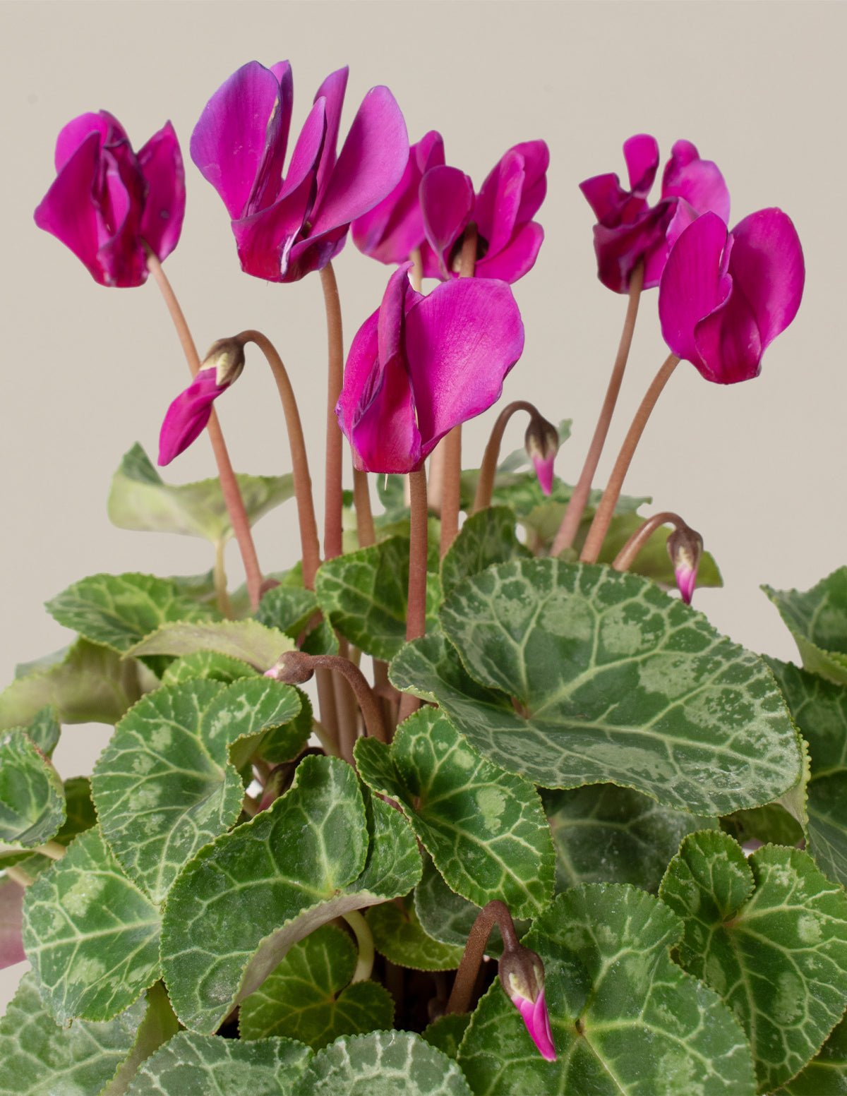 Be My Valentine Duo Hover