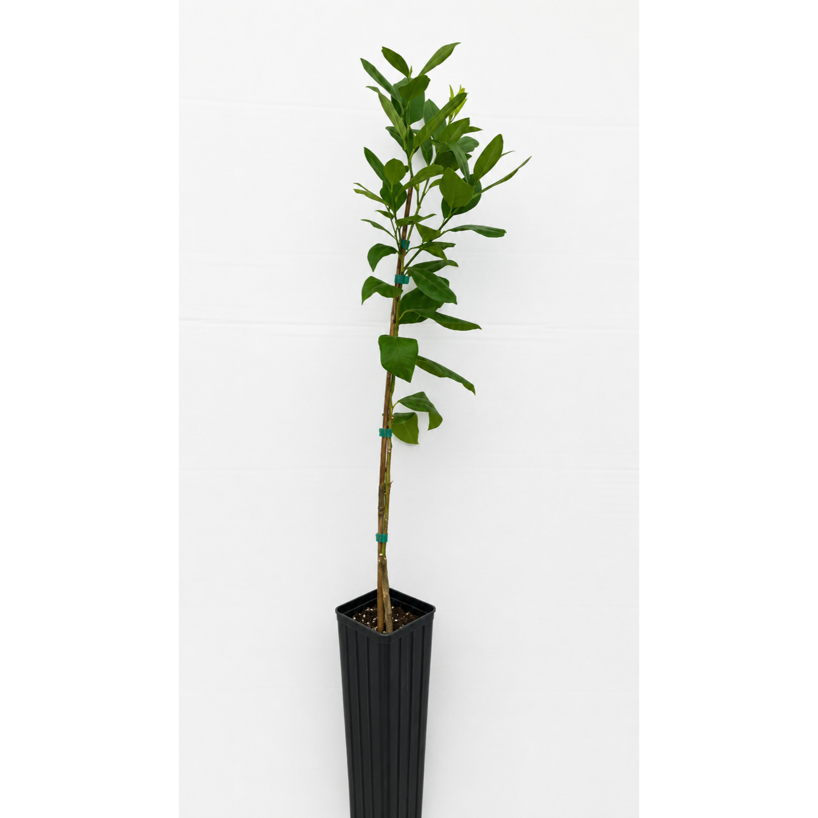 Bearss Lemon Tree Hover