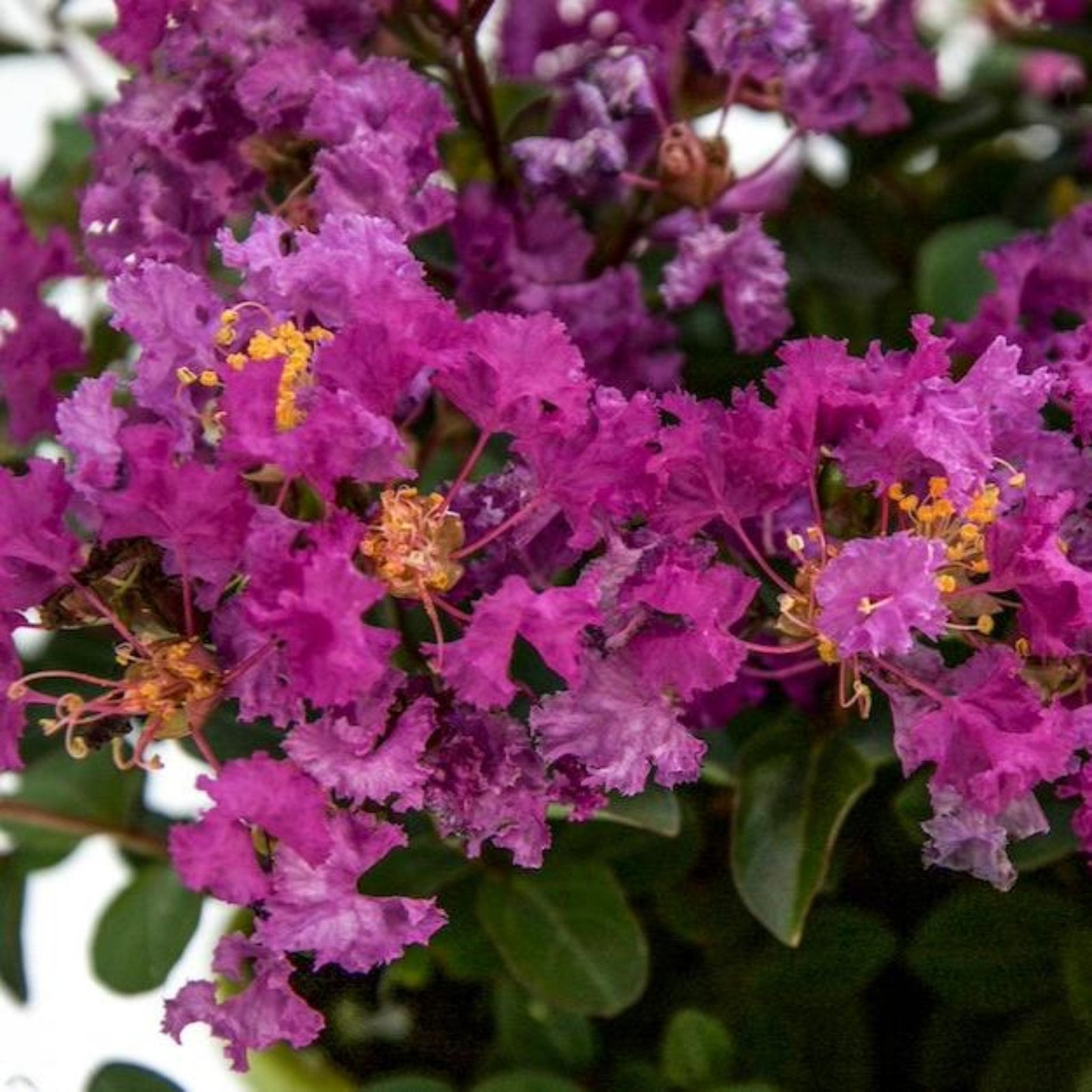 Bellini® Grape Crape Myrtle Hover