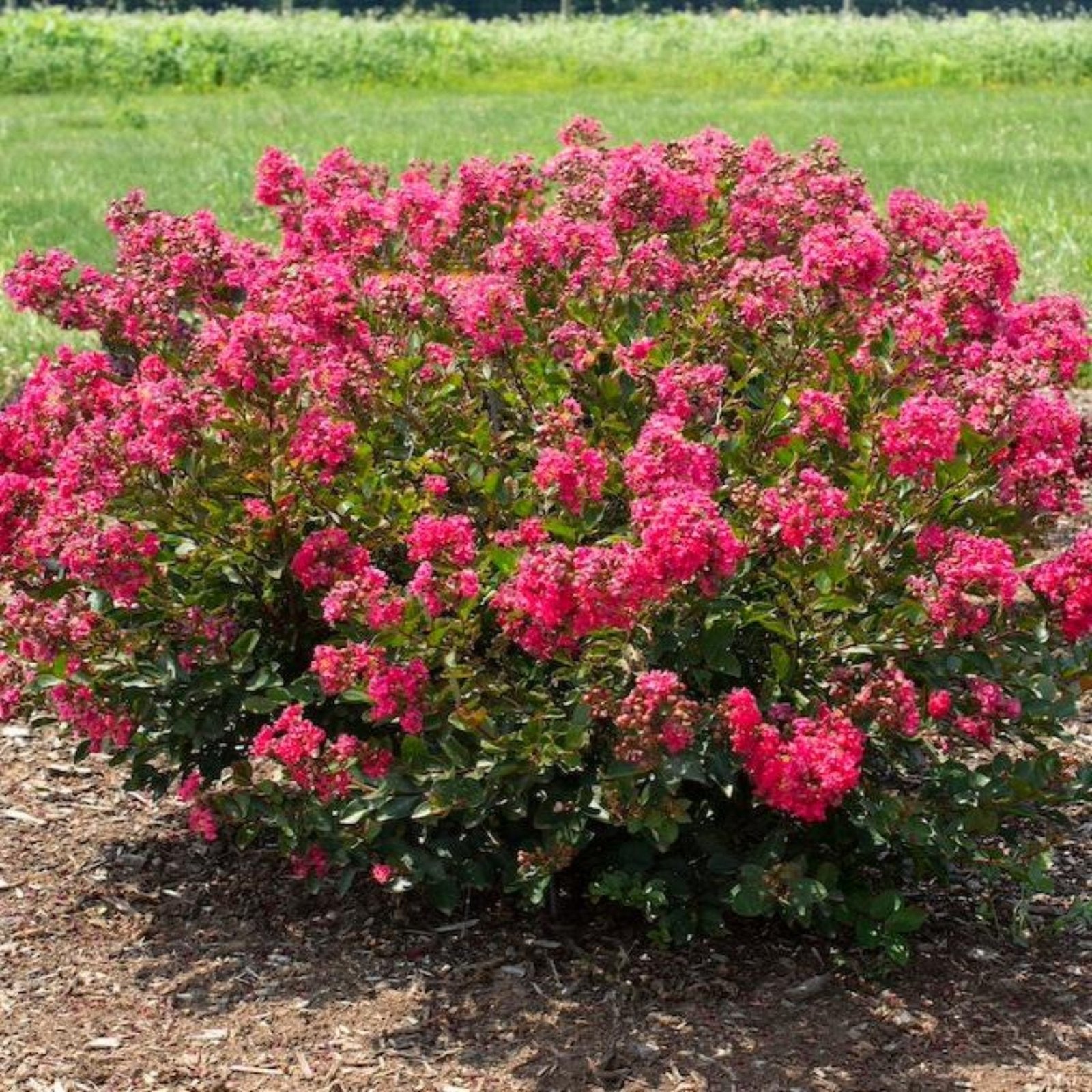 Bellini® Raspberry Crape Myrtle Hover