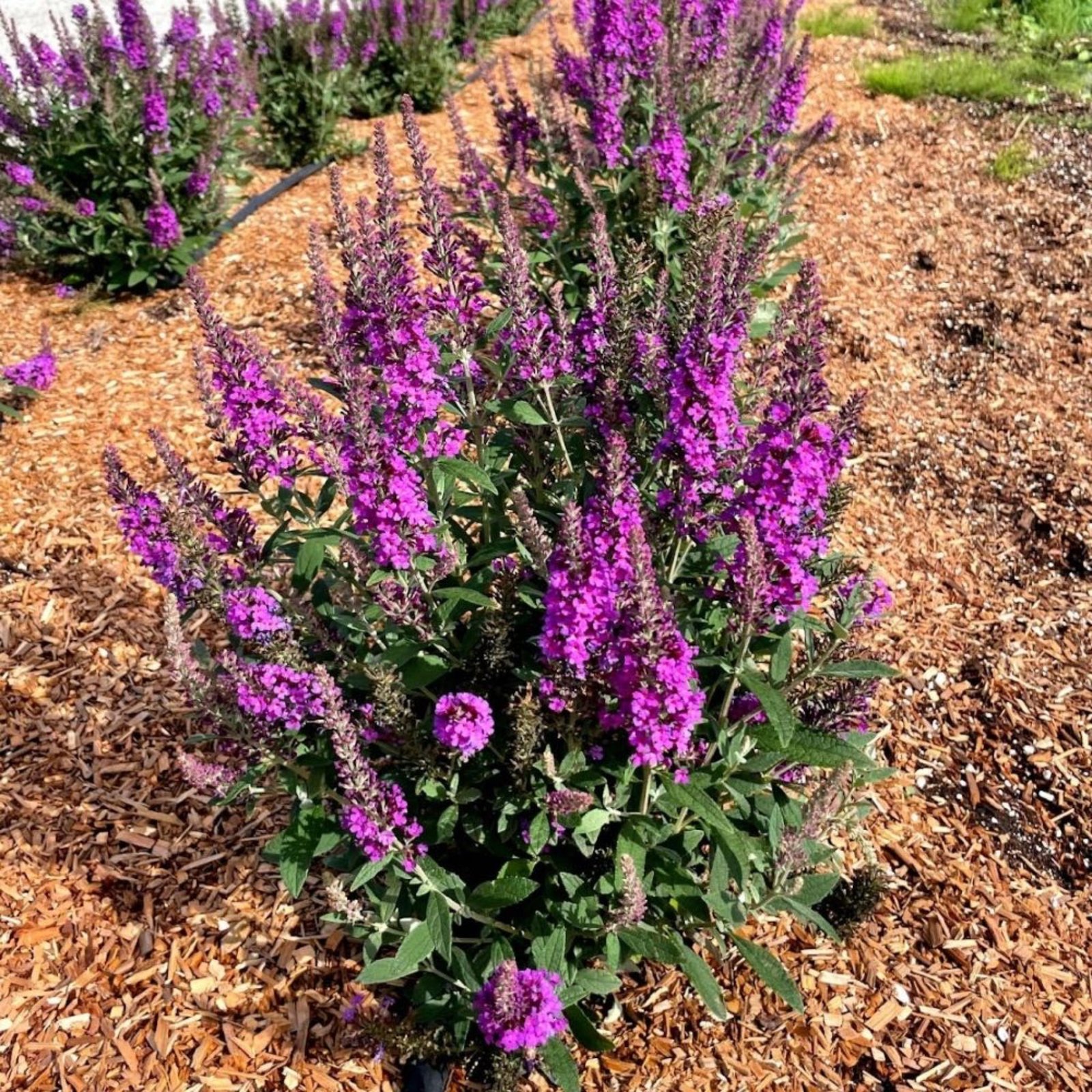 Birthday Cake™ Butterfly Bush Hover