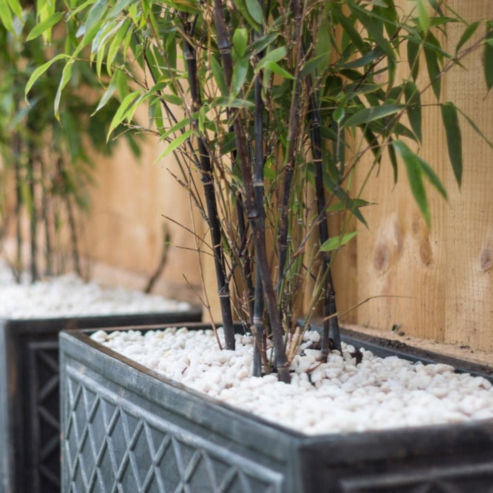 Black Bamboo Hover