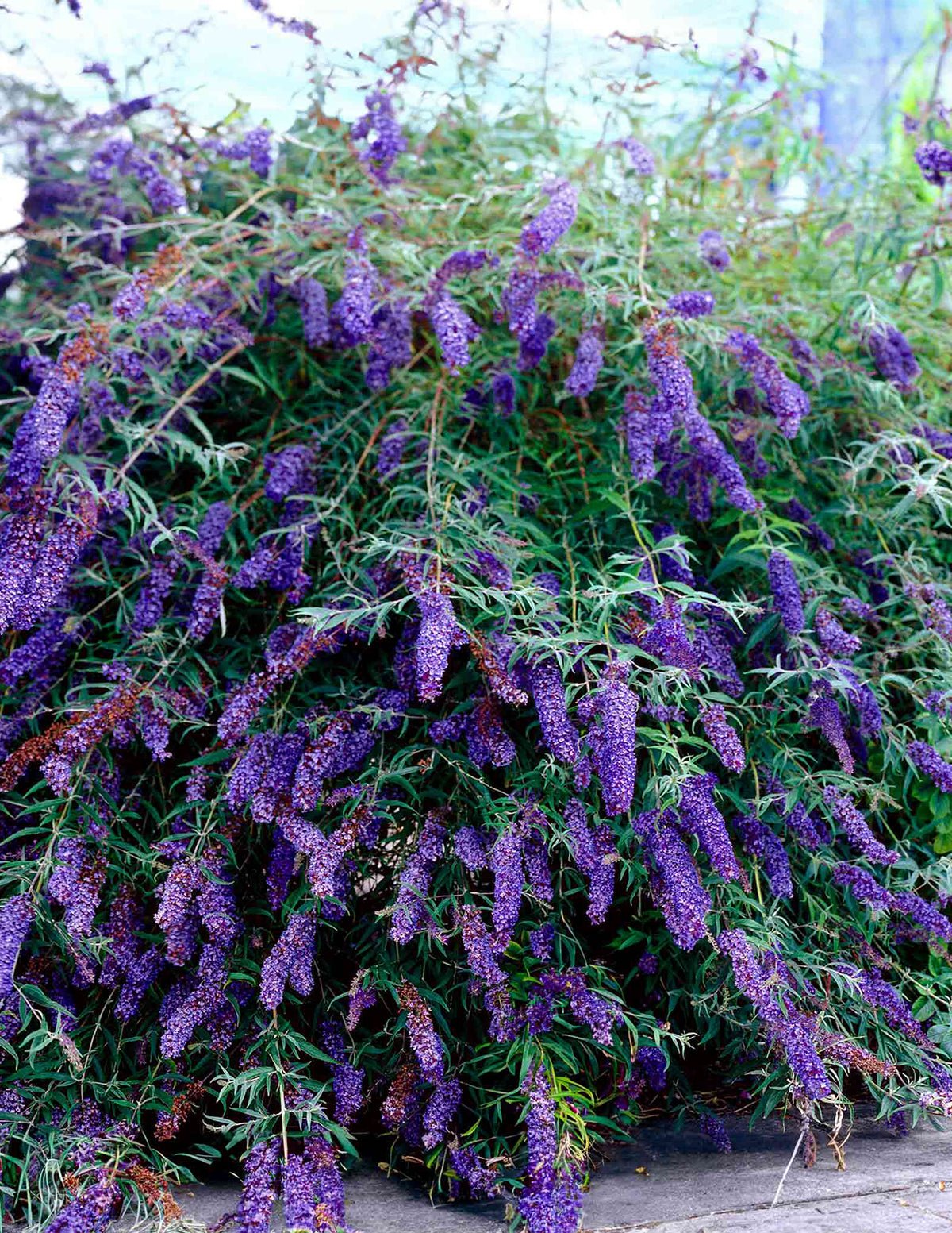 Black Knight Butterfly Bush Hover