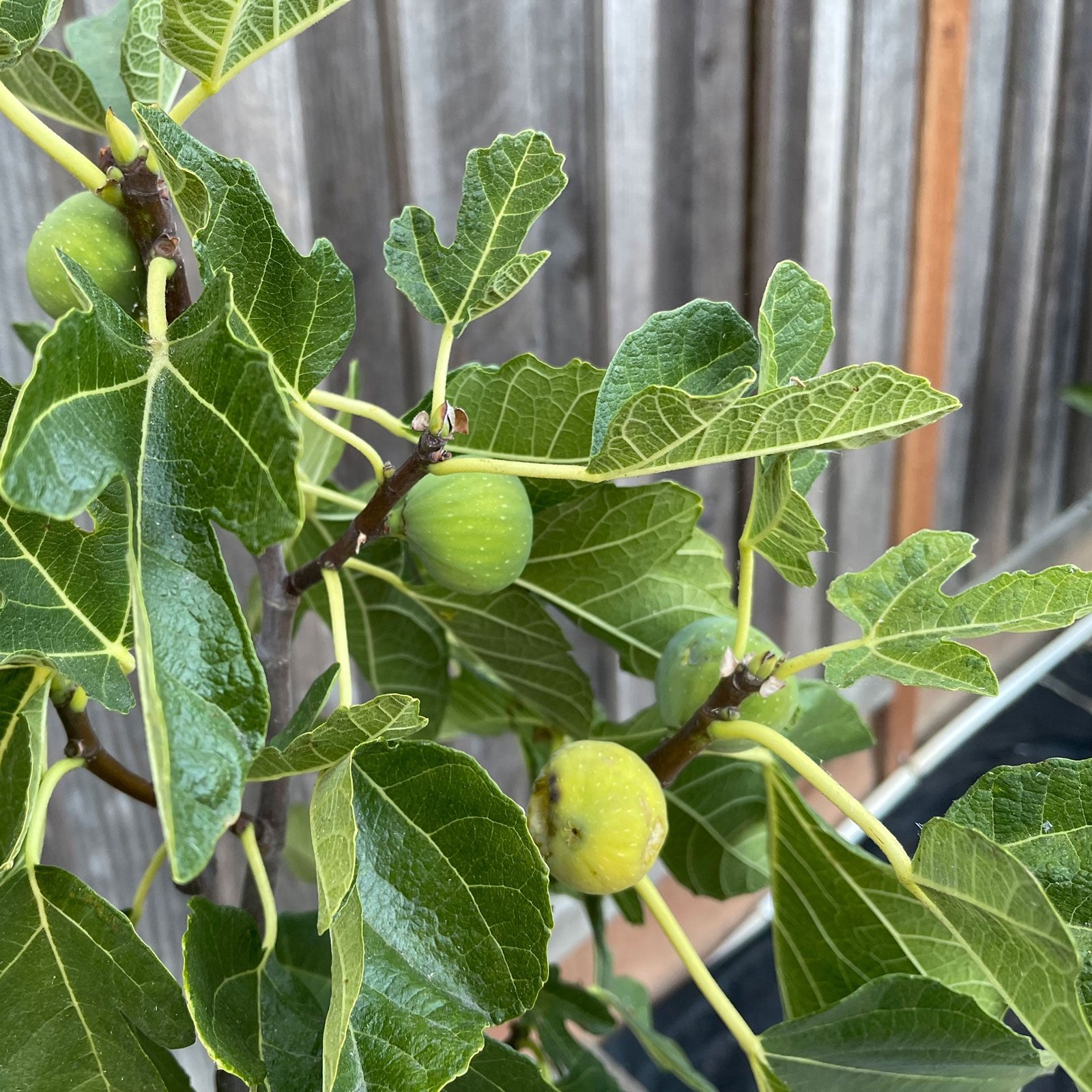 Black Mission Fig Hover