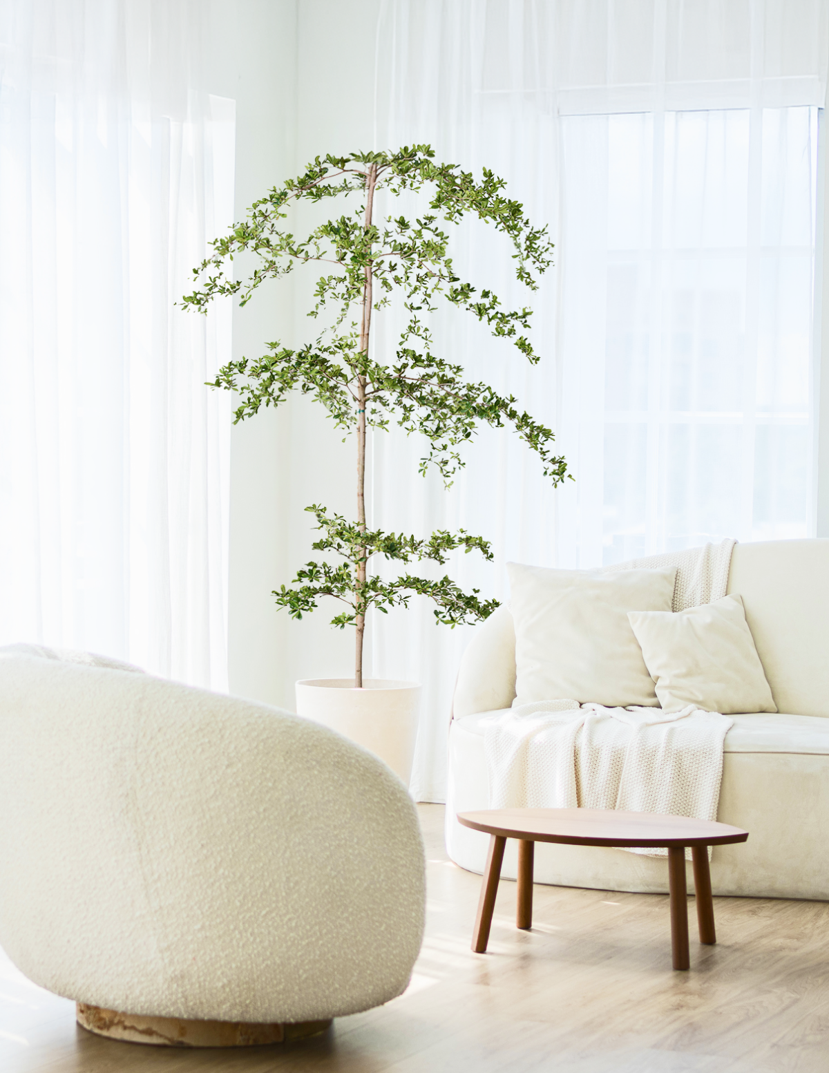 Black Olive Tree Hover