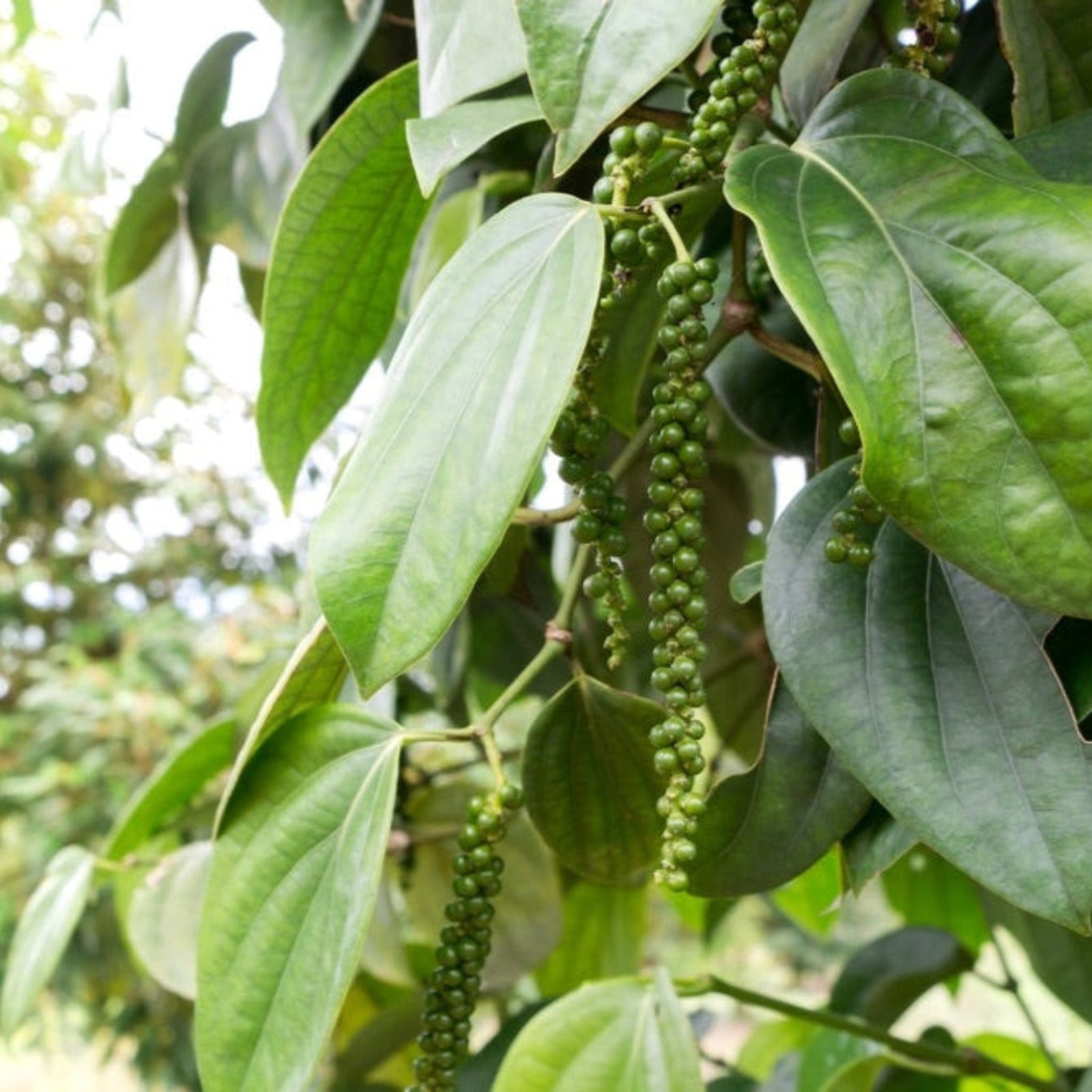 Black Pepper Plant Hover