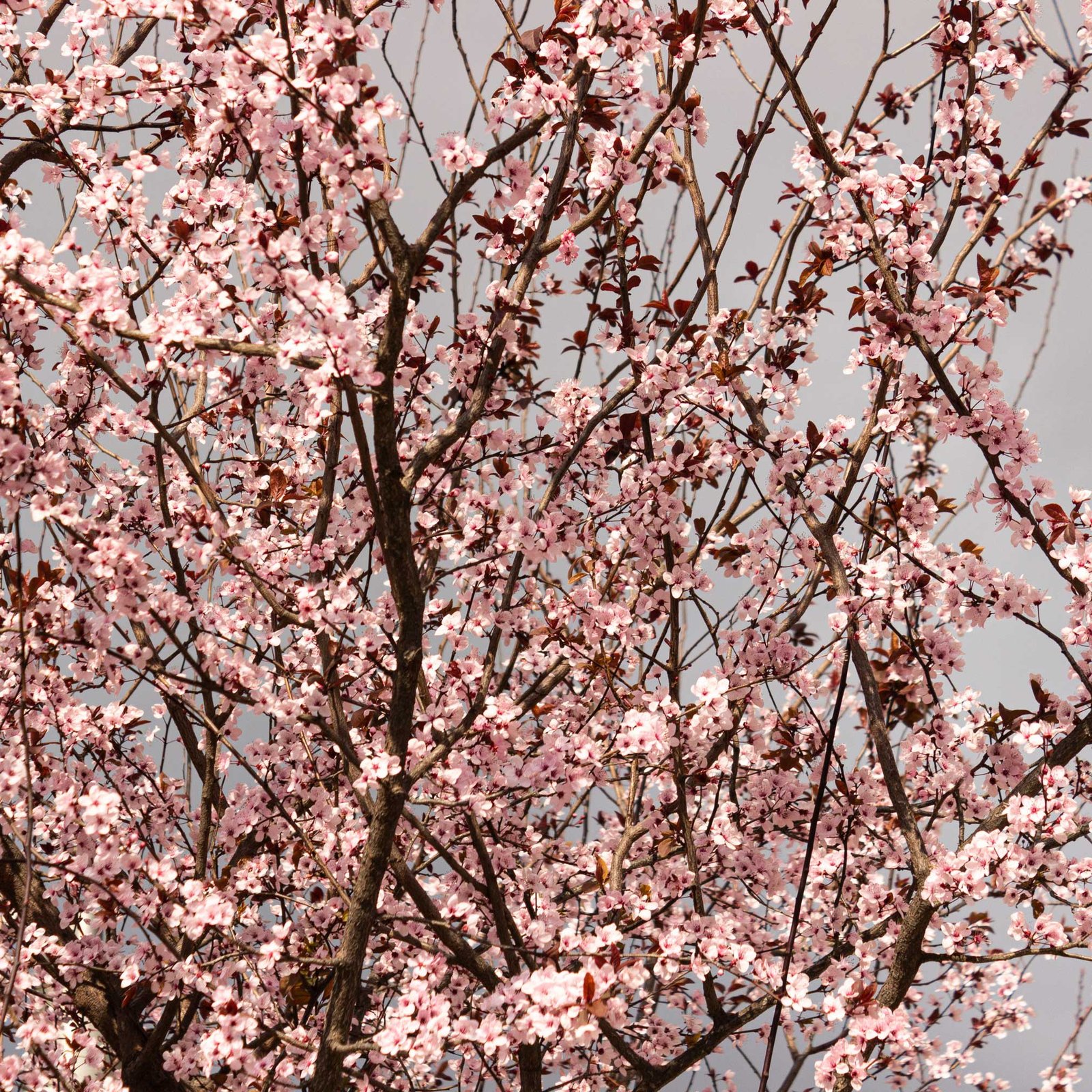 Black Tartarian Cherry Tree Hover