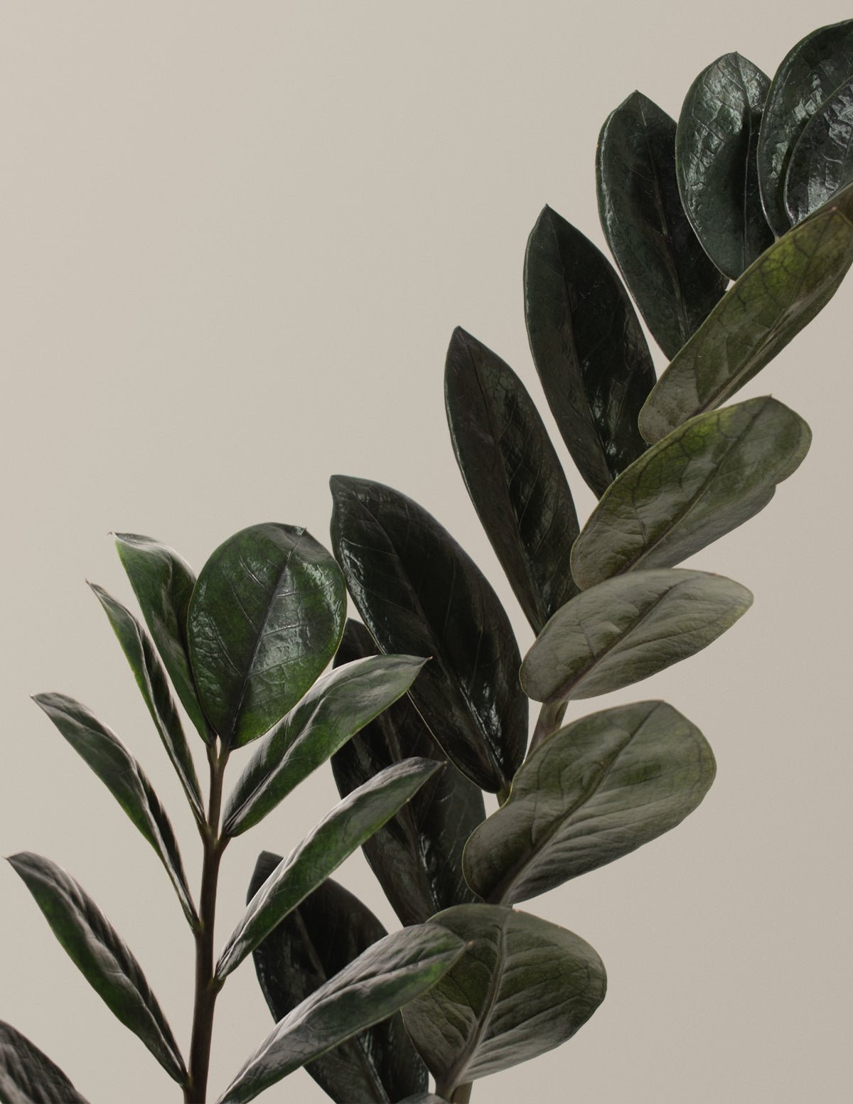 Black ZZ Plant Hover