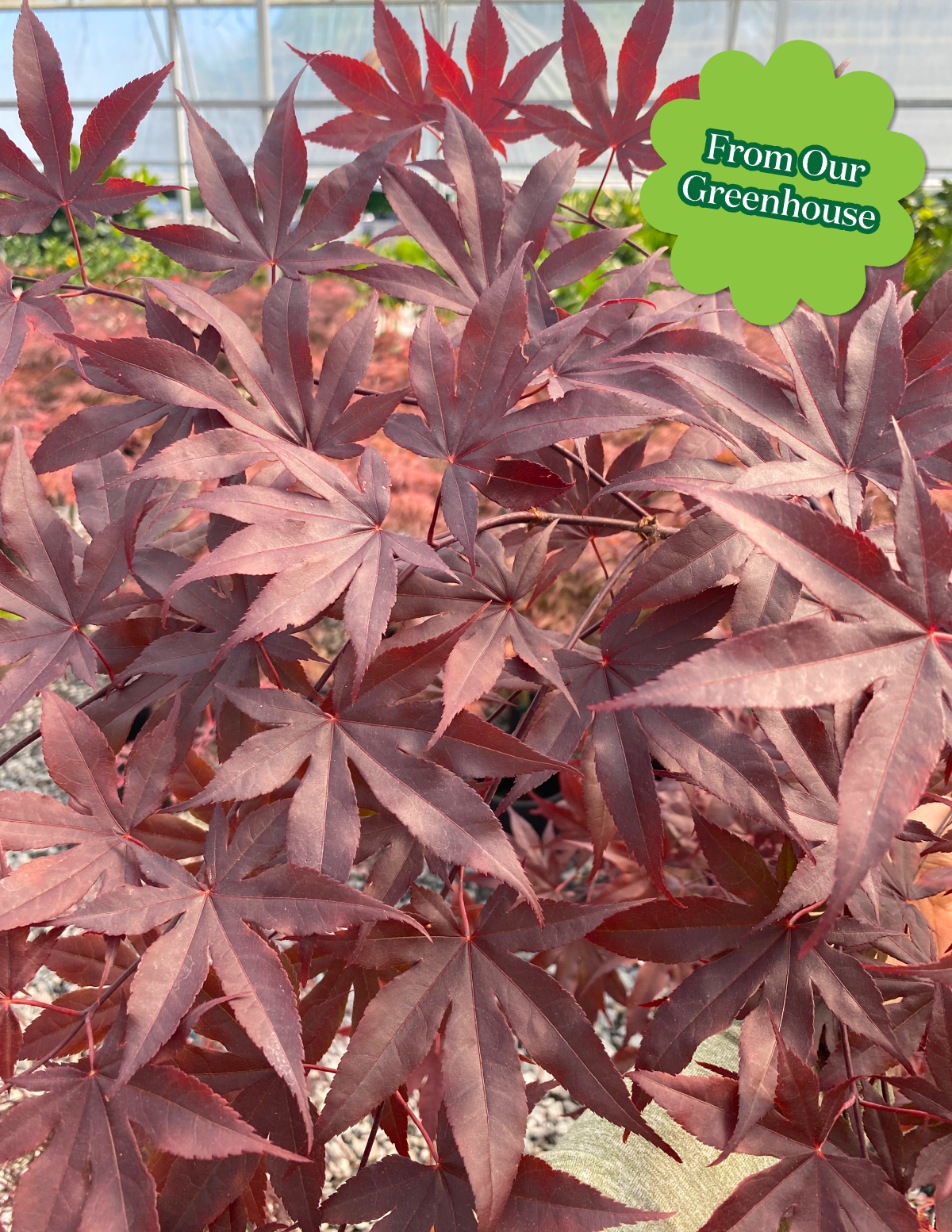 Bloodgood Japanese Maple Hover