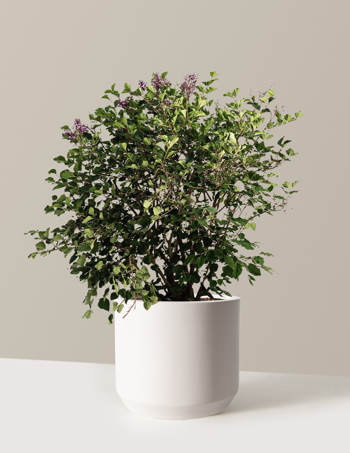 Bloomerang Lilac Bush Hover