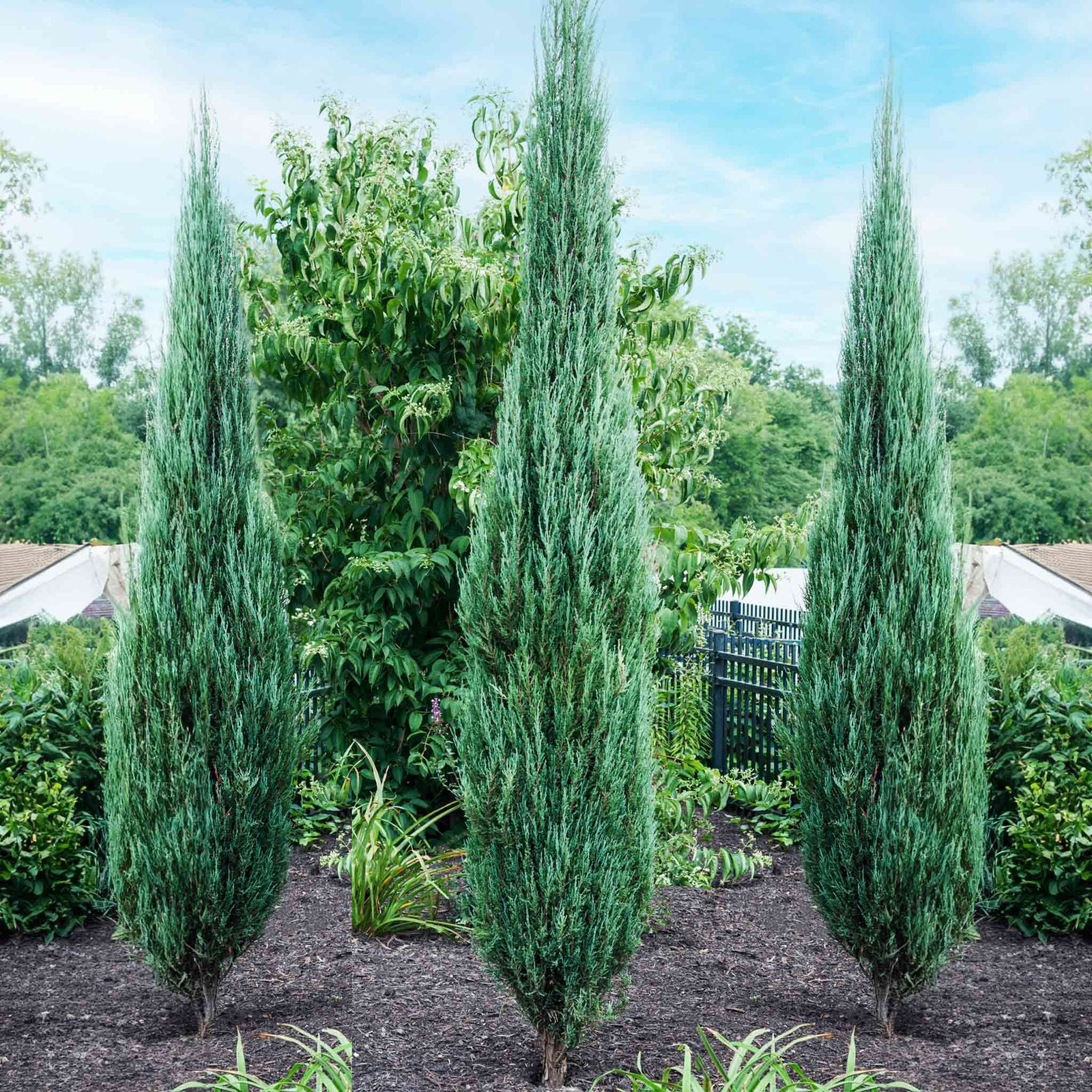 Blue Arrow Juniper Tree Hover