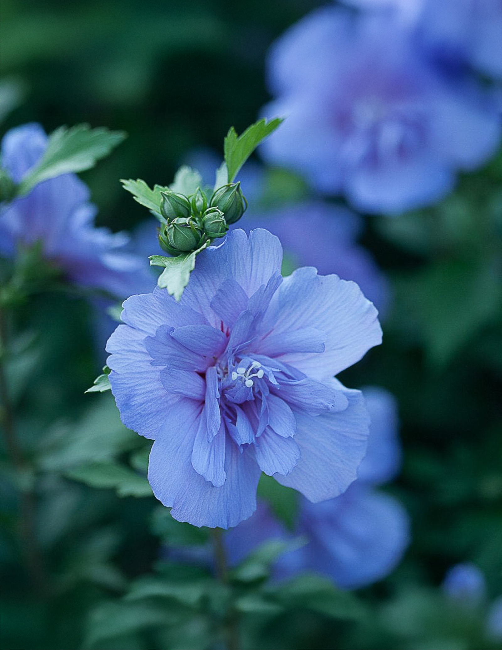 Blue Chiffon® Rose of Sharon Hover