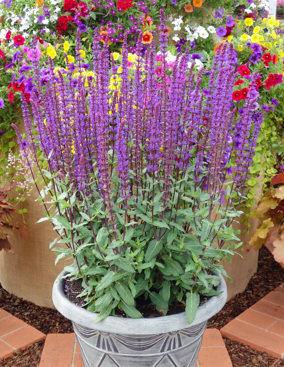 Blue Marvel Salvia Hover