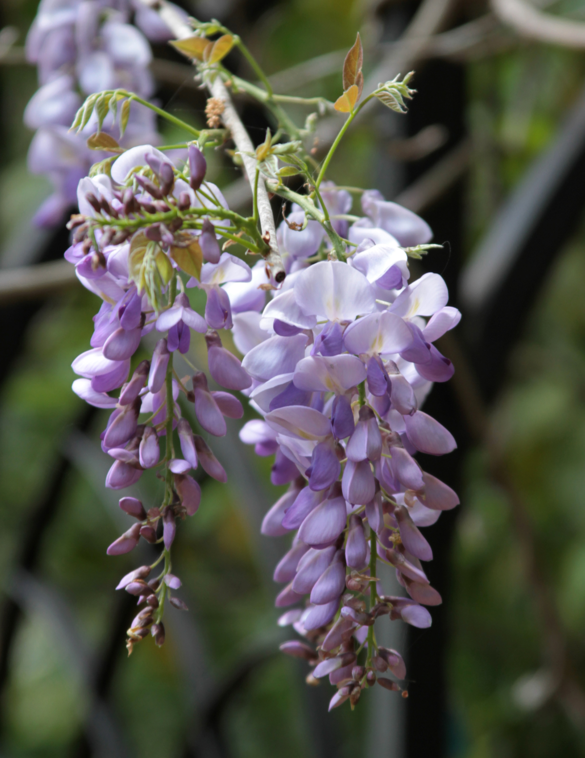 Blue Moon Wisteria Hover