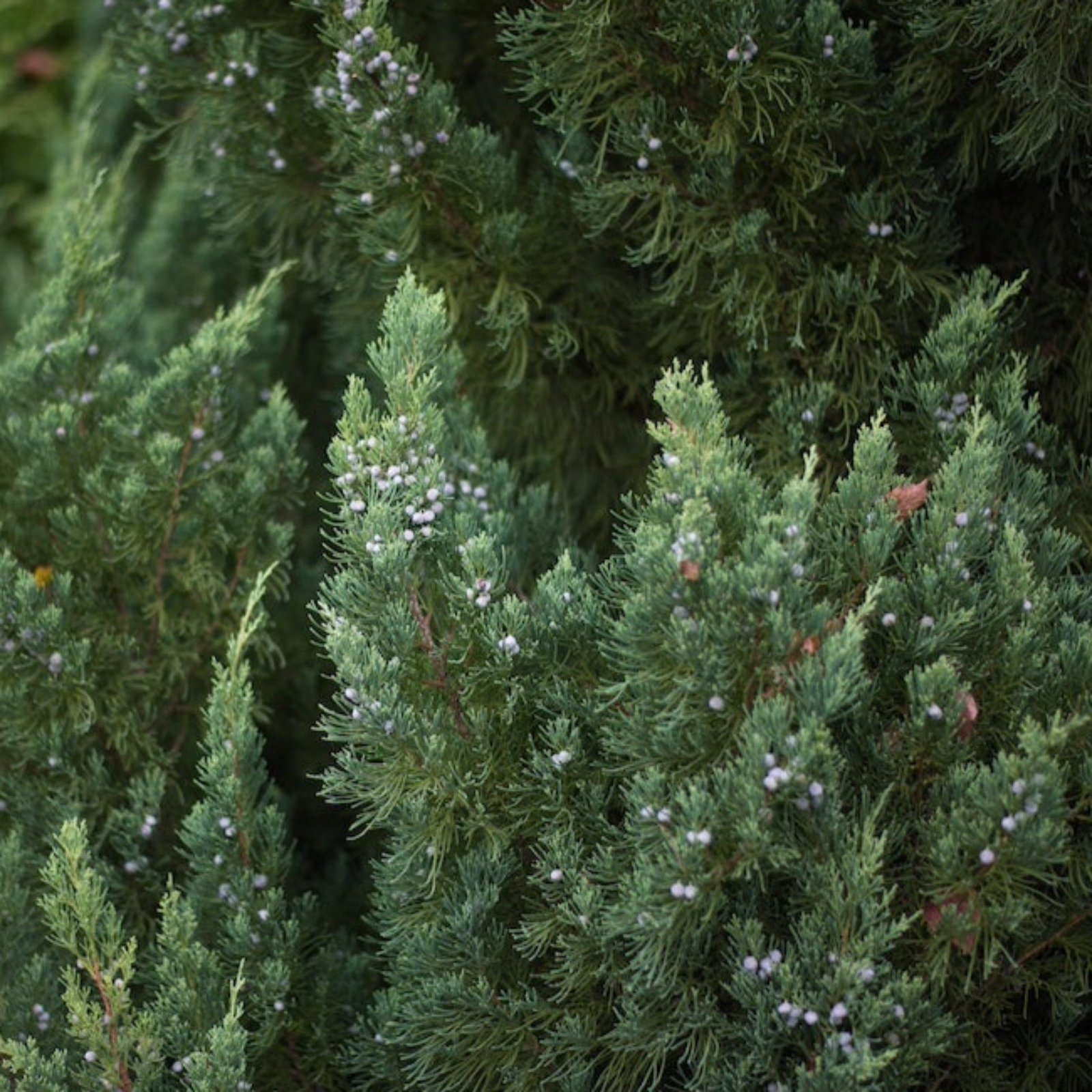 Blue Point Juniper Topiary Tree Hover