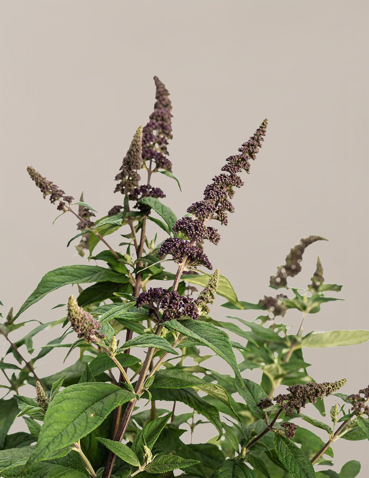 Blueberry Pie™ Butterfly Bush Hover
