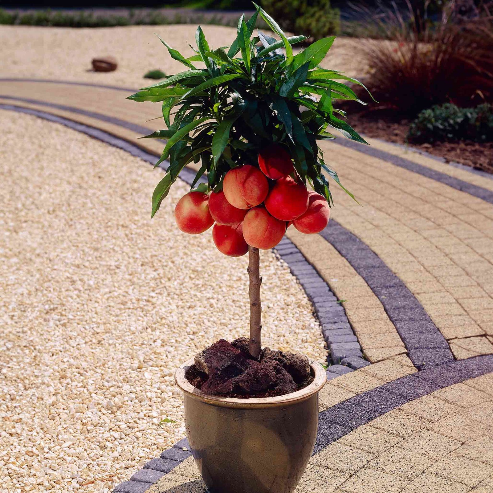 Bonanza Patio Peach Hover