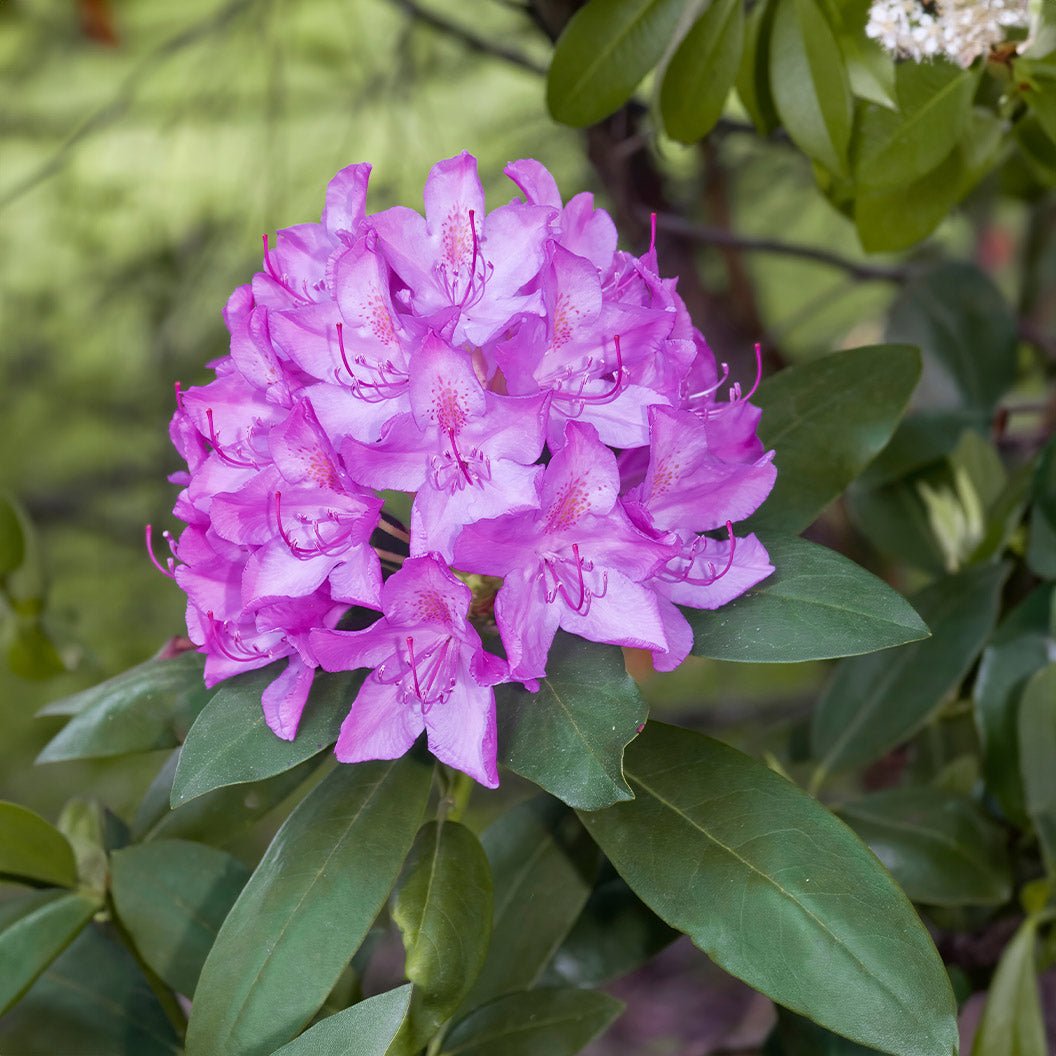 Boursault Catawba Rhododendron Hover