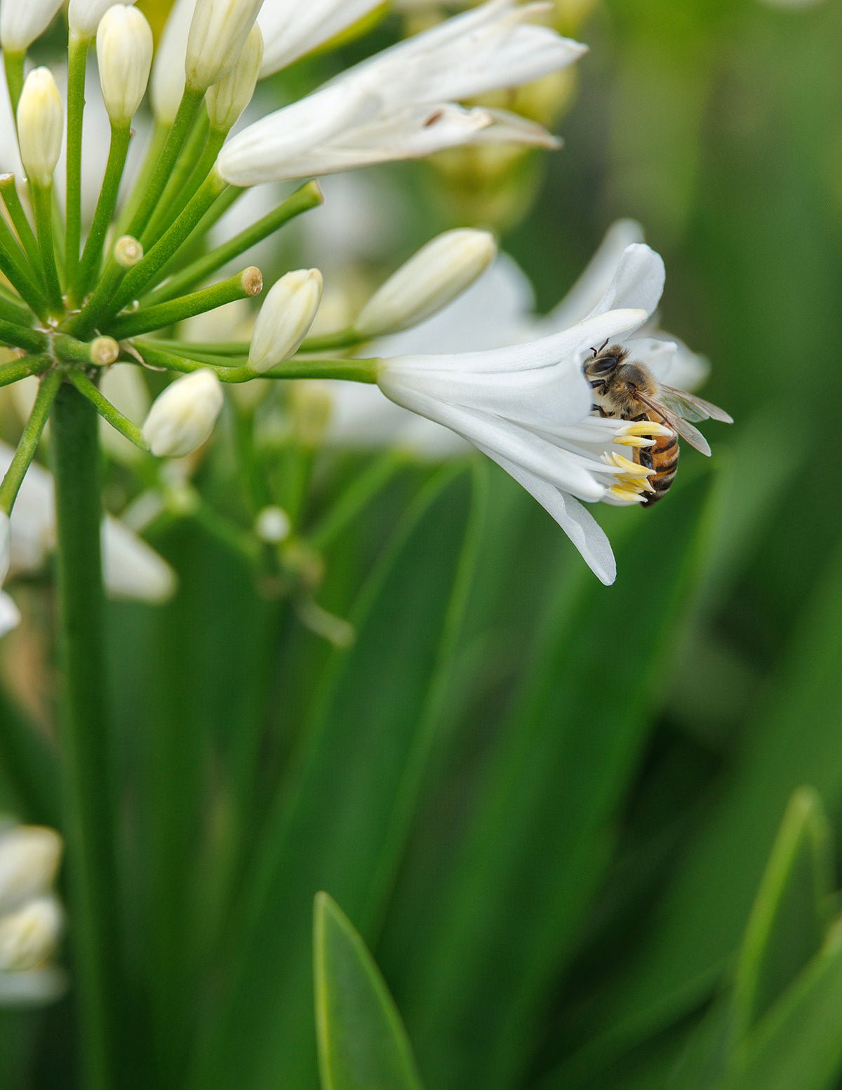 Bridal Veil® Agapanthus Hover