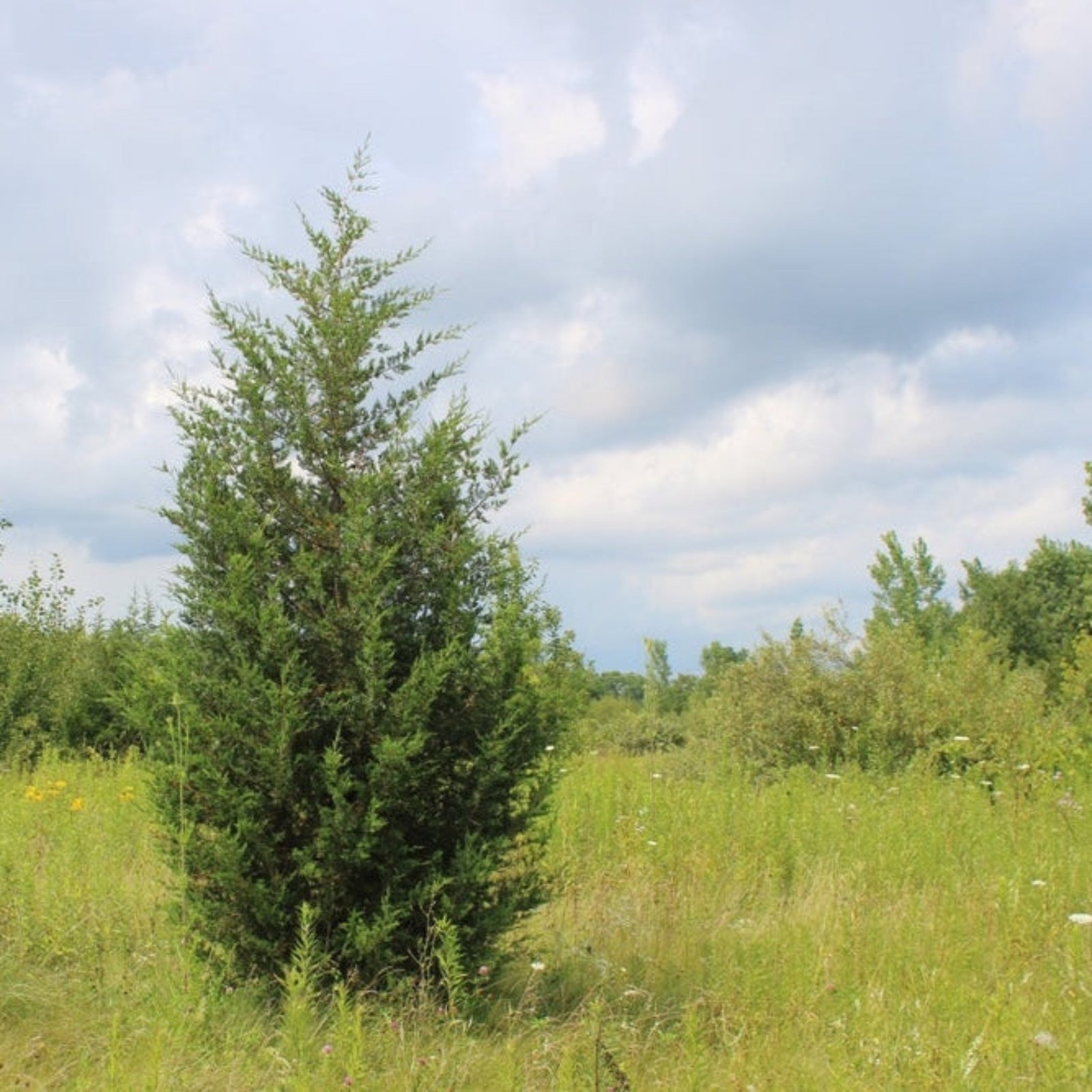 Brodie Eastern Red Cedar Hover