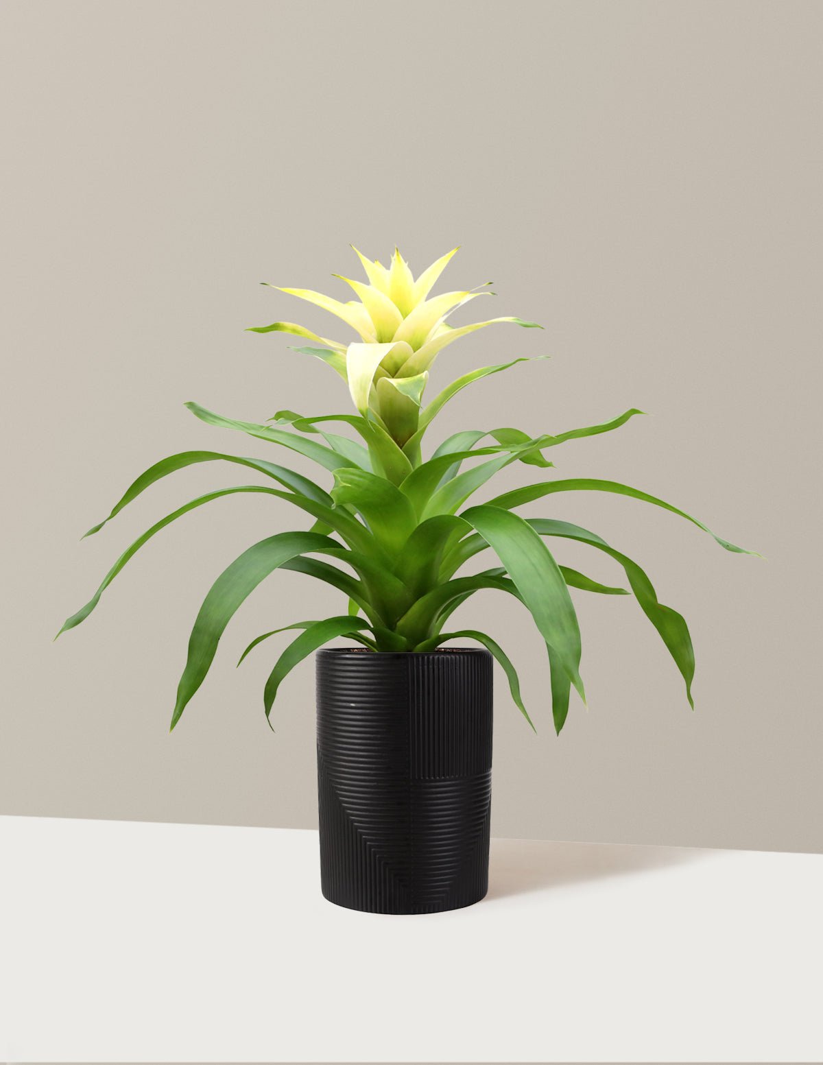 Bromeliad Deseo White Hover