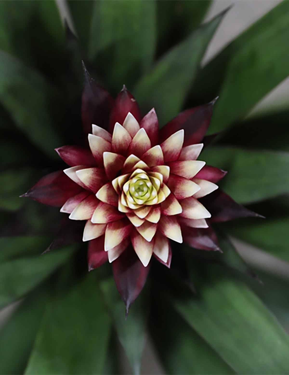 Bromeliad Guzmania Francesca Hover