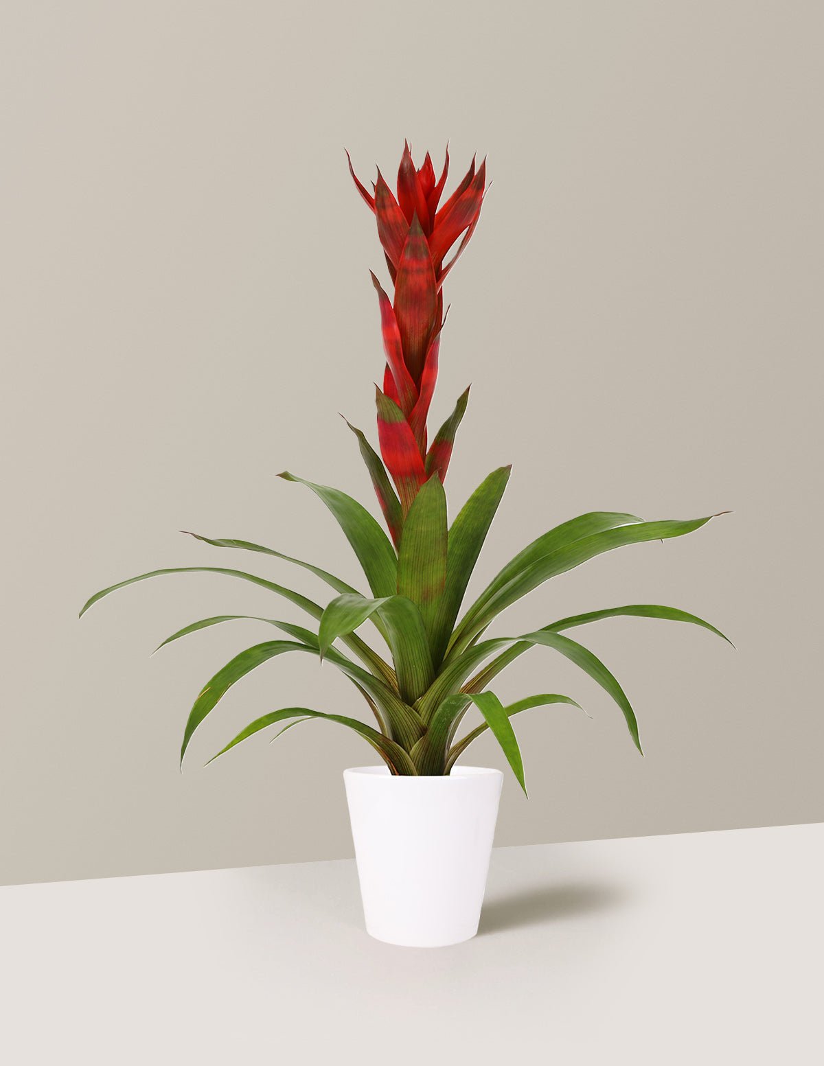 Bromeliad Guzmania 'Marsha' Hover