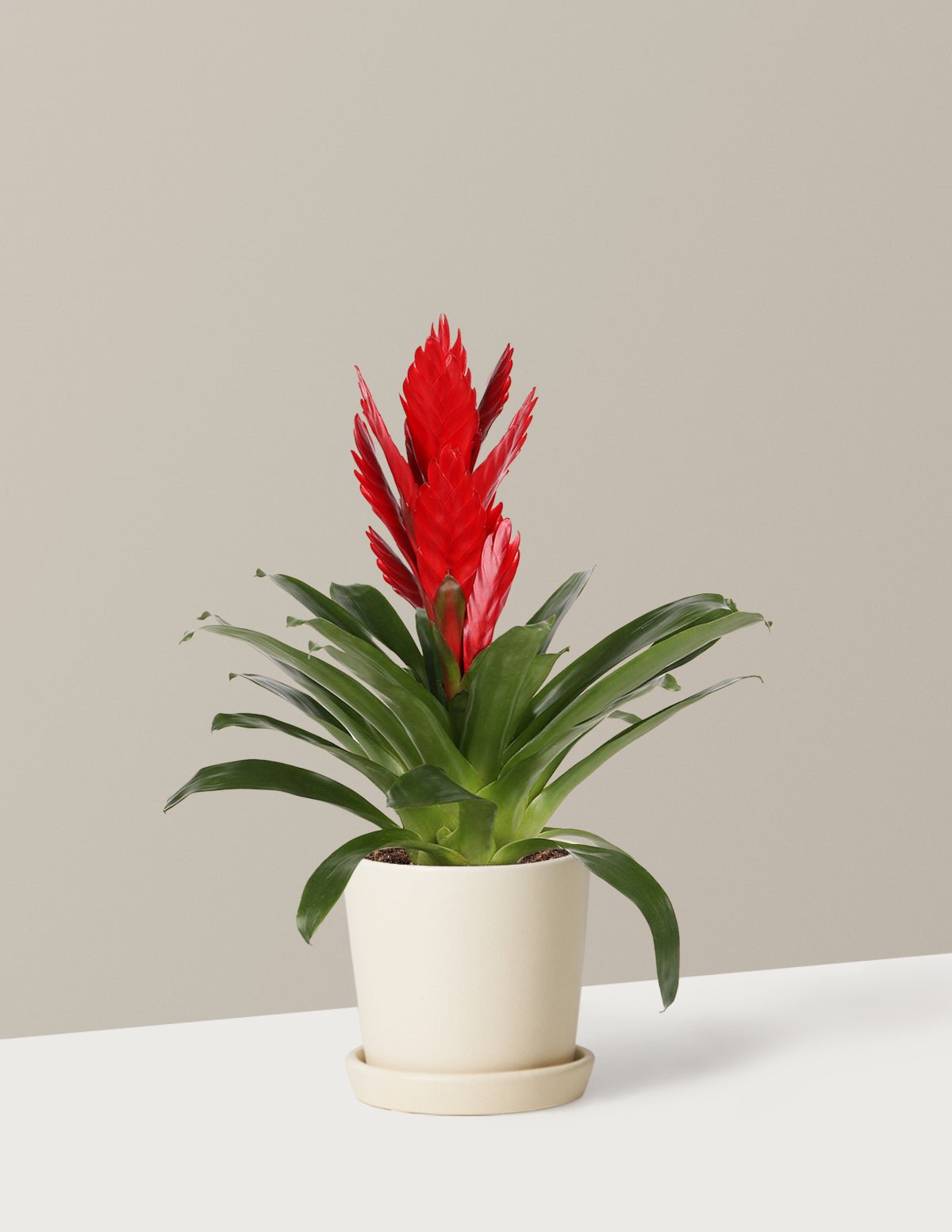 Bromeliad Vriesea Intenso Red Hover