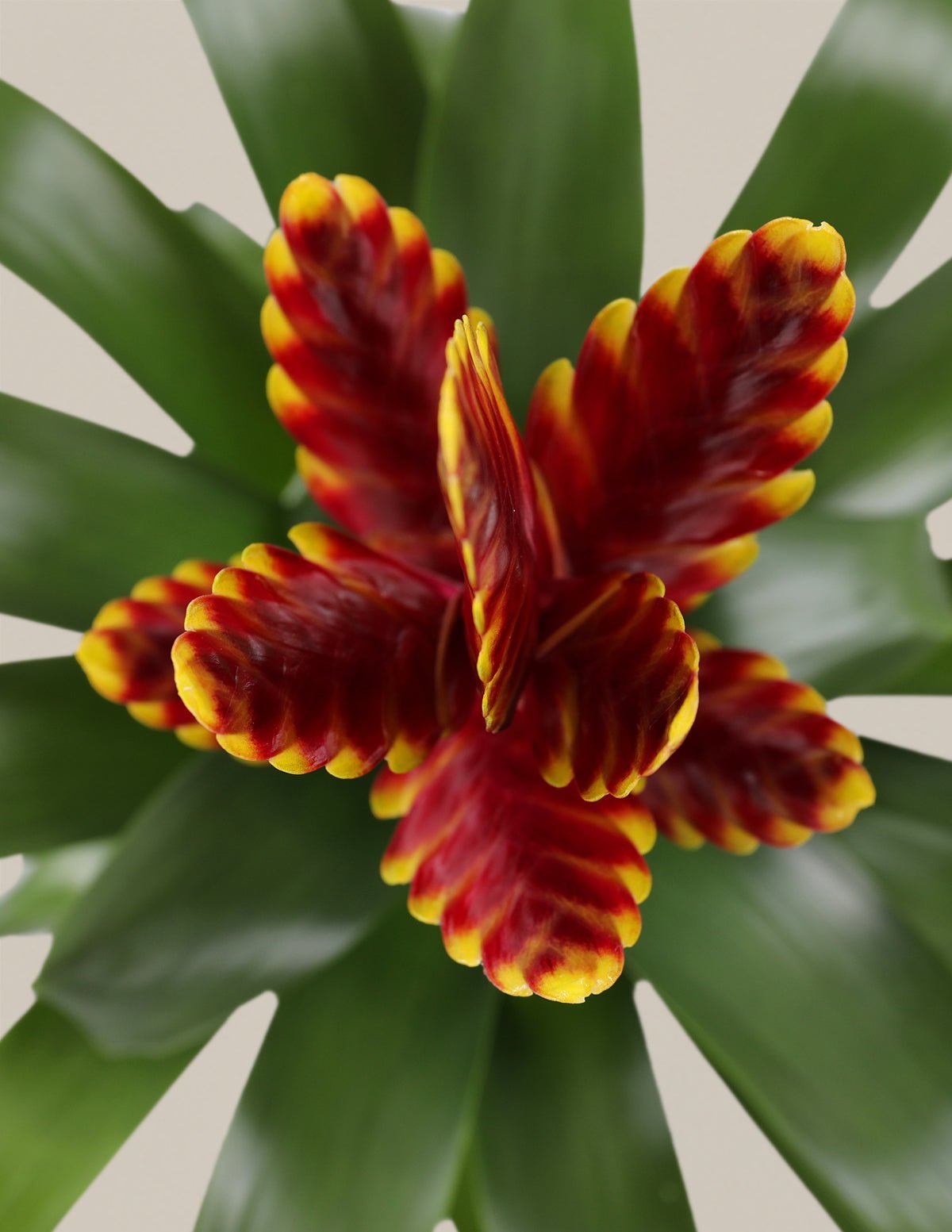 Bromeliad Vriesea ‘Vogue’ Hover