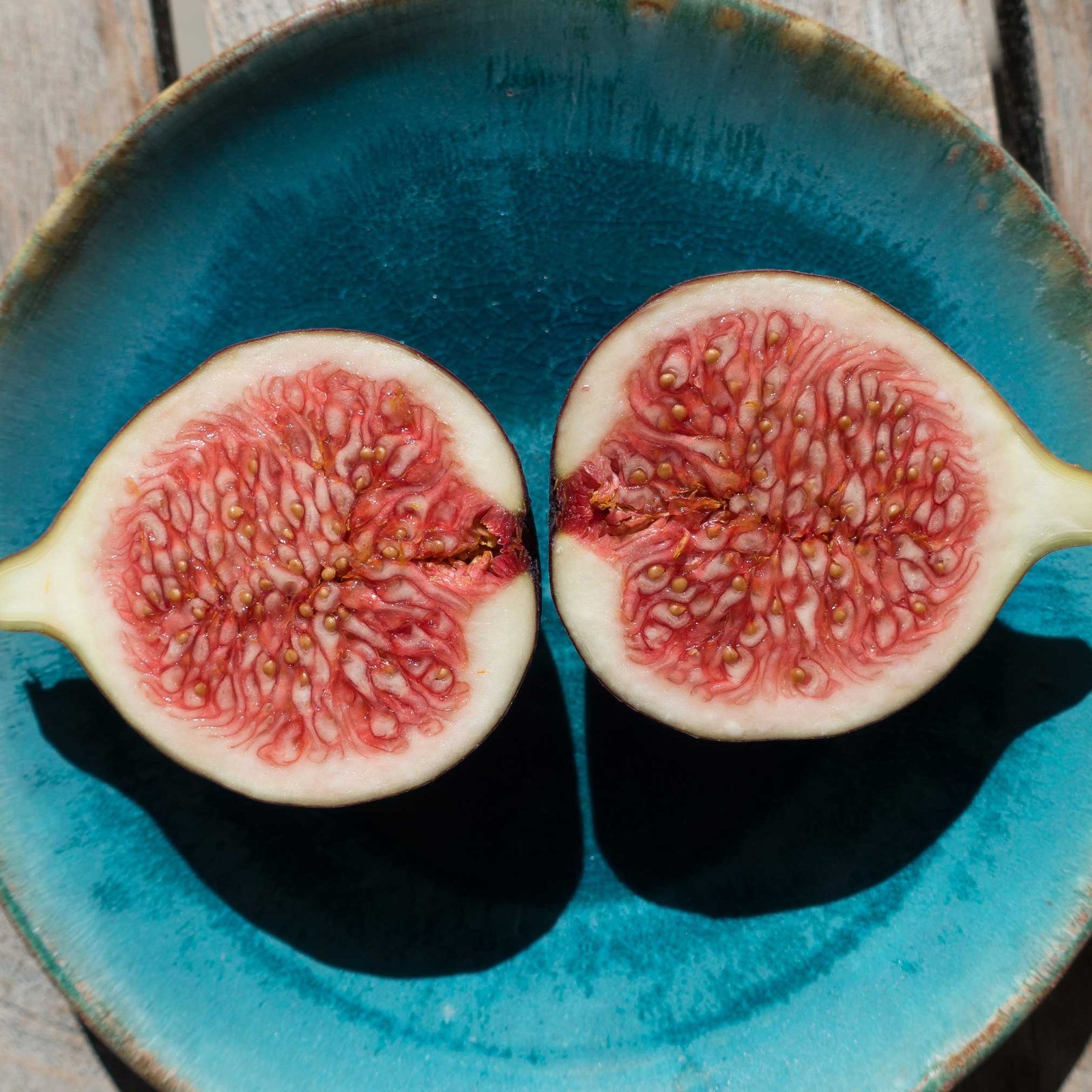 Brown Turkey Fig Hover
