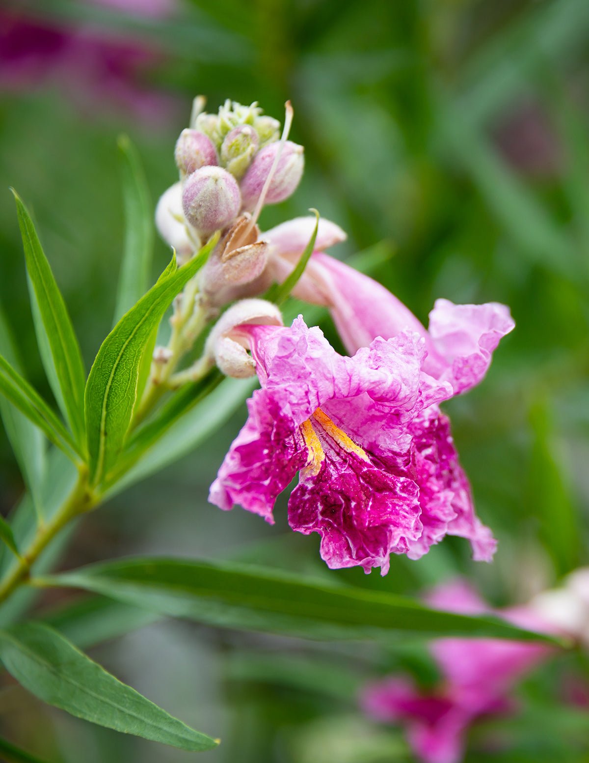 Bubba Jones Desert Willow Tree Hover