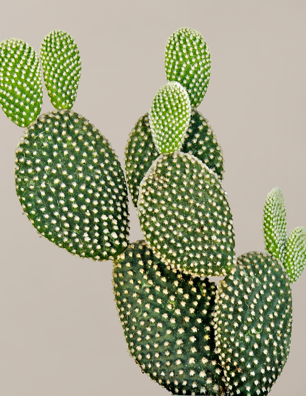 Bunny Cactus Hover