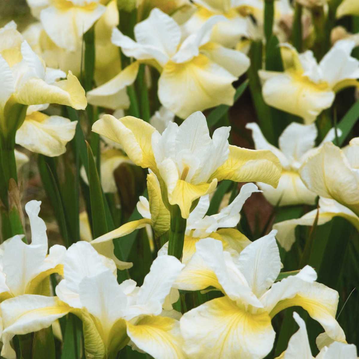 Butter & Sugar Siberian Iris Hover
