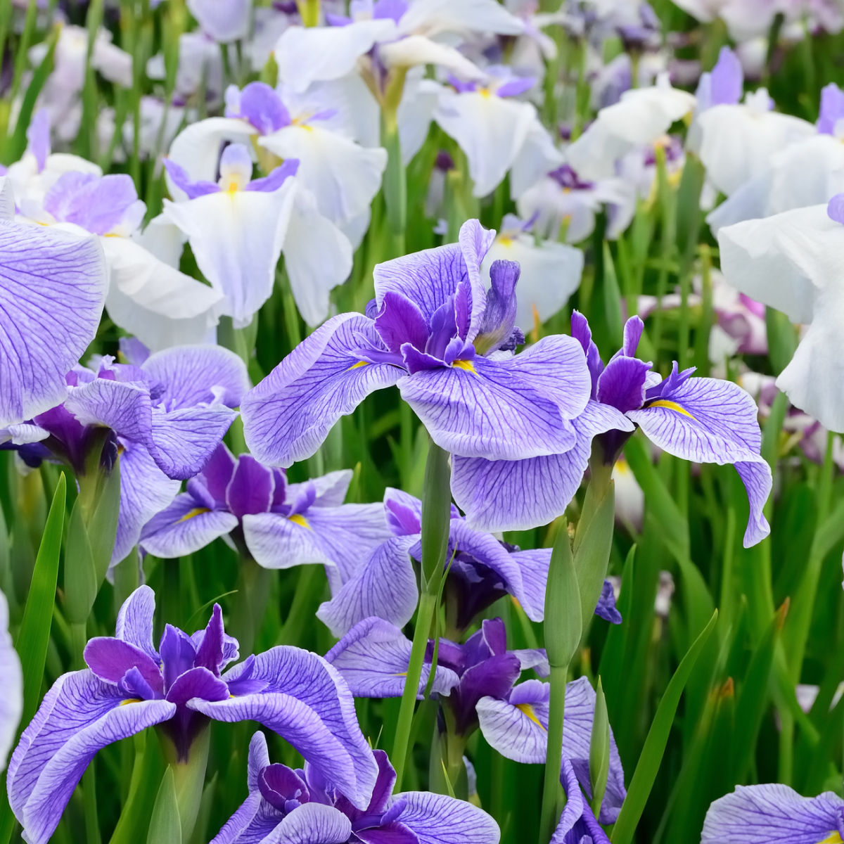 Butterflies in Flight Japanese Iris Hover