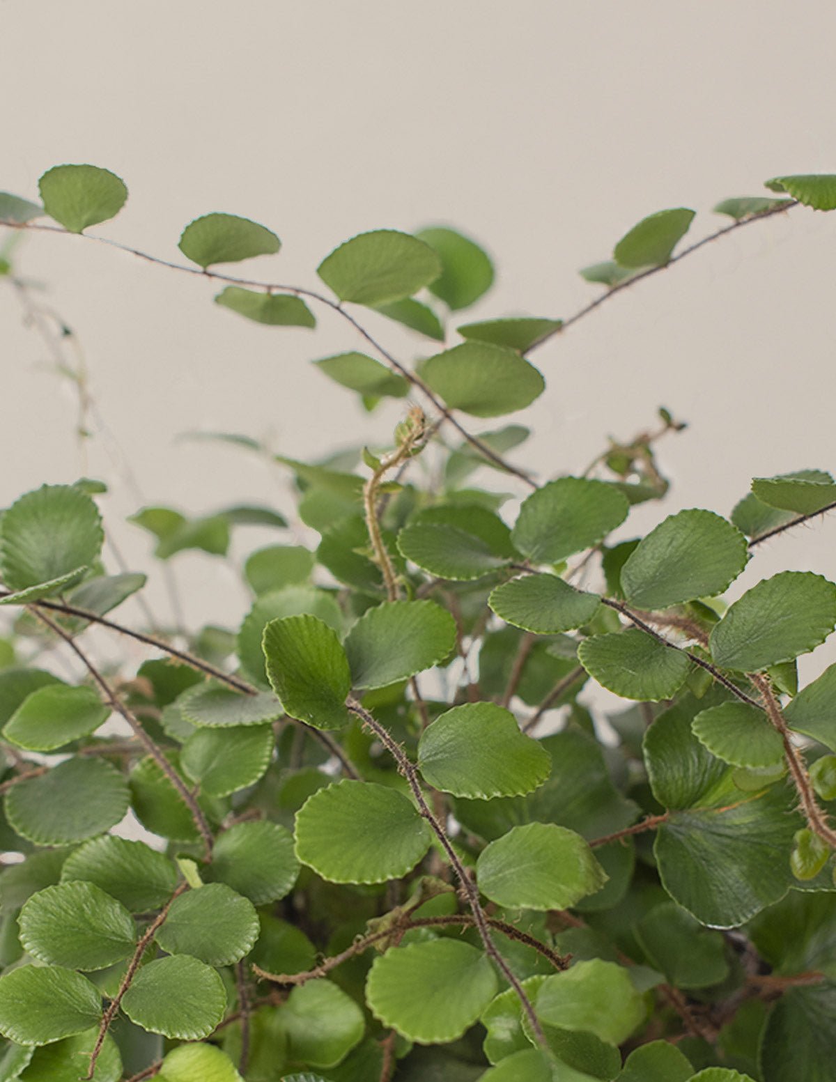 Button Fern Hover