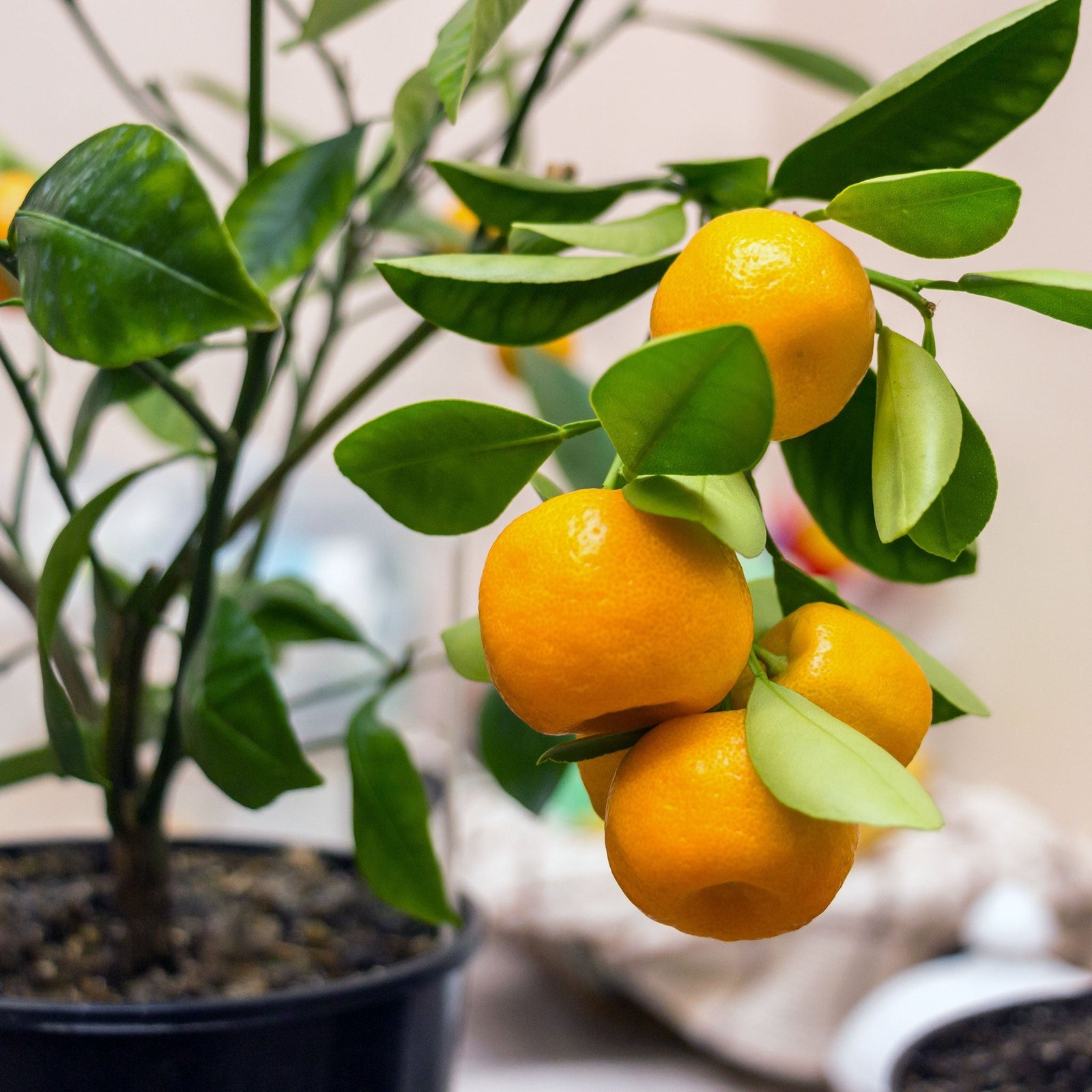 Calamondin Orange Bush Hover