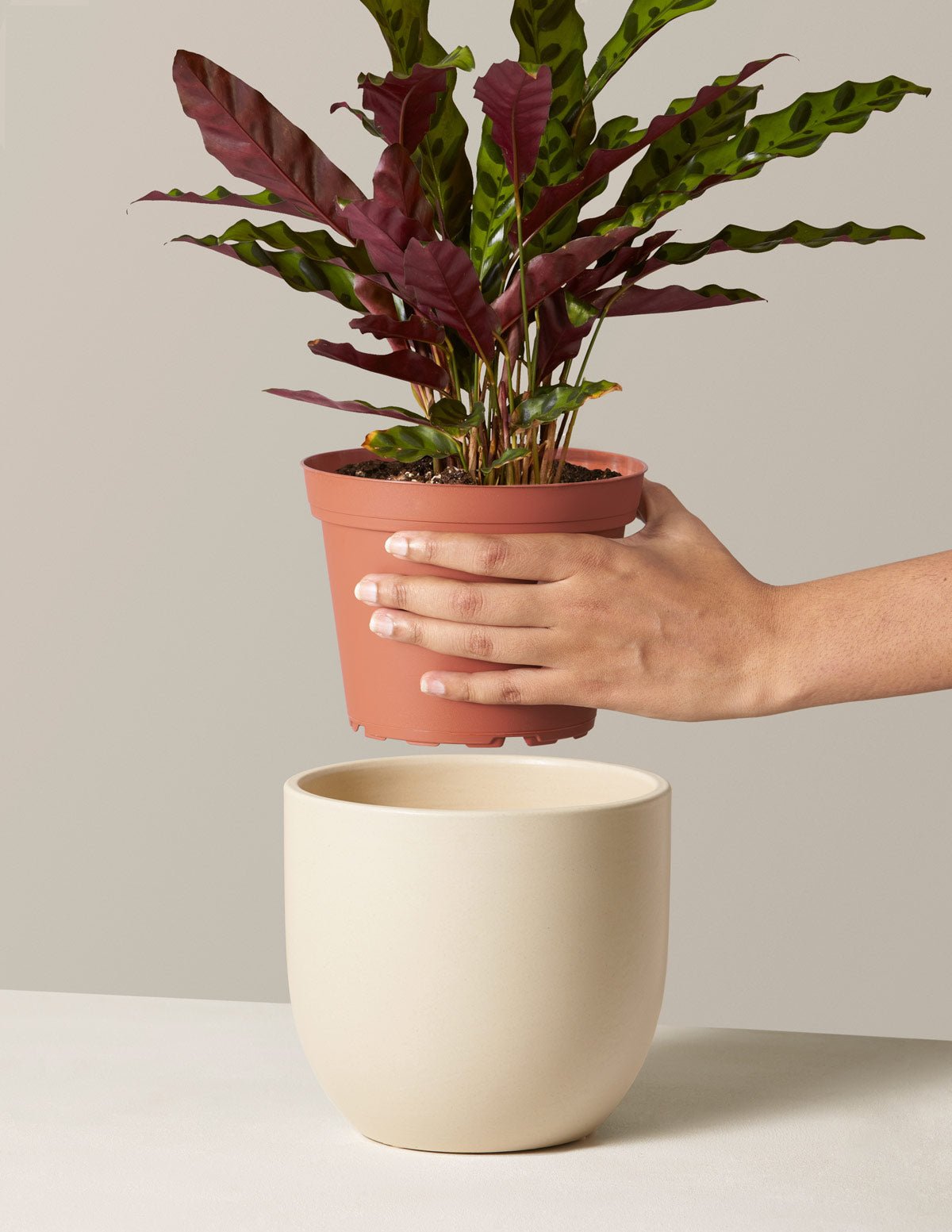 Gallery Image 10