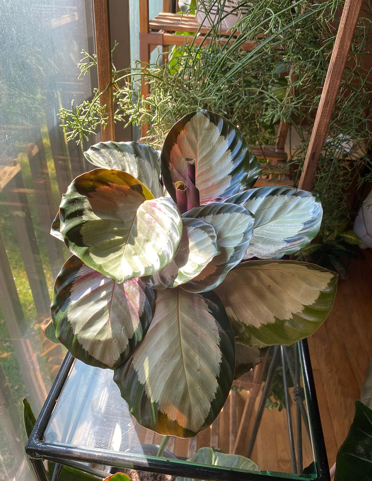 Calathea Rosy Hover