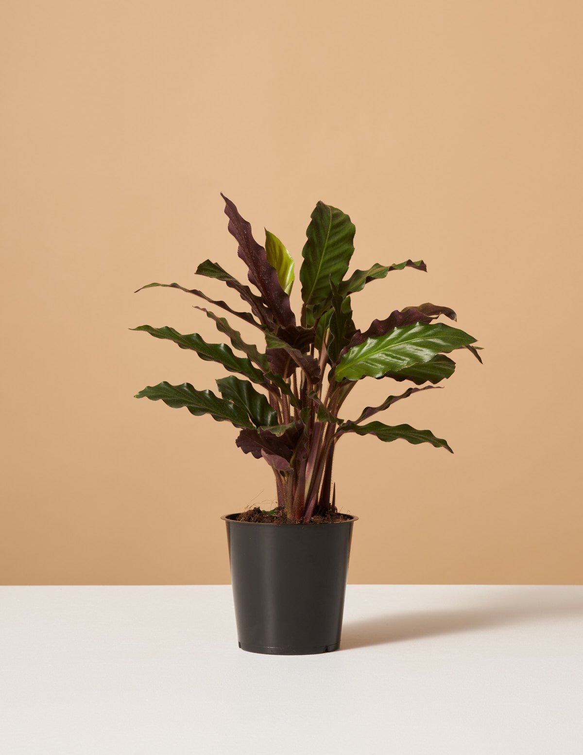 Calathea Wavestar Hover