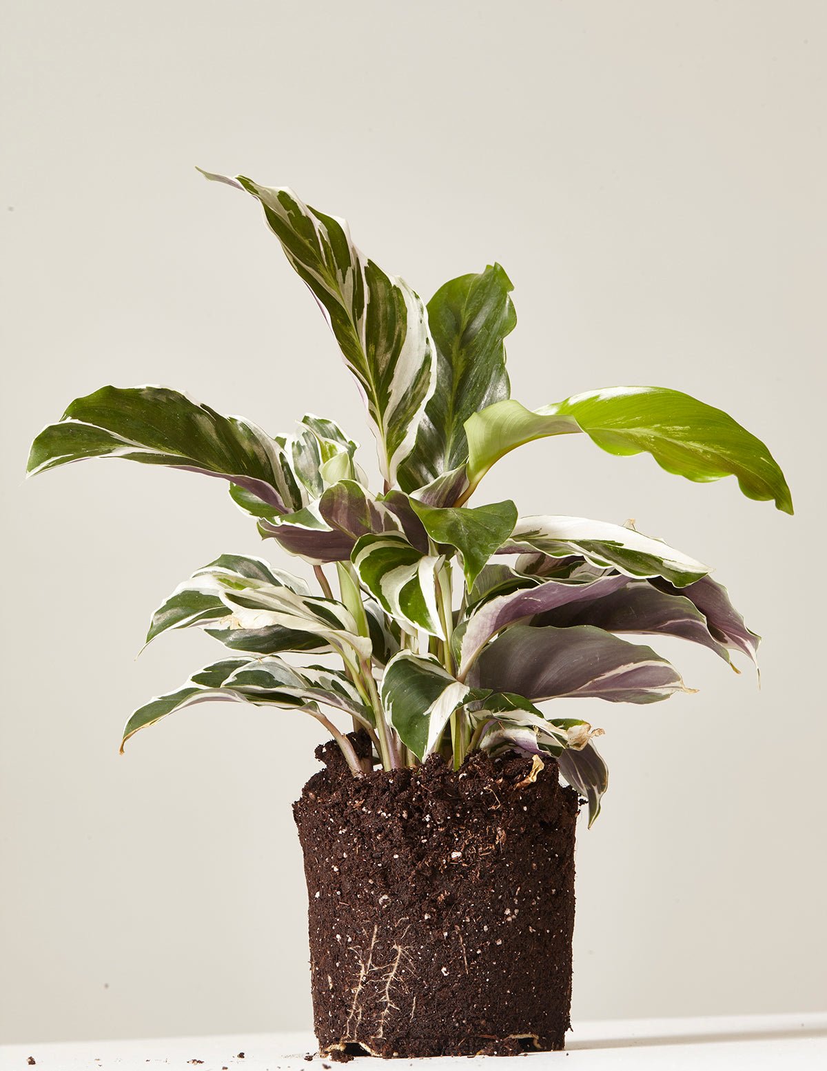Calathea White Fusion Hover