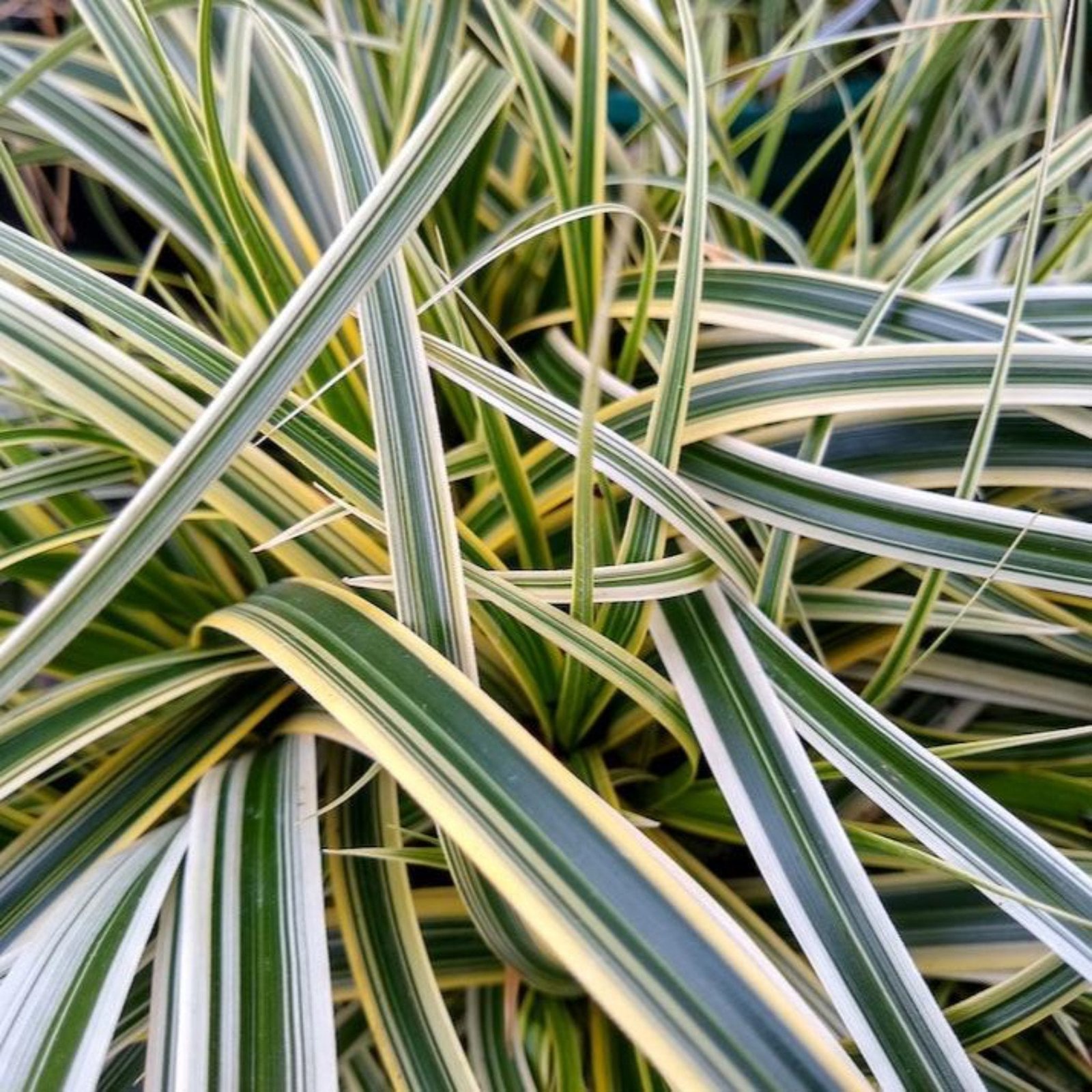 Carex Feather Falls™ Hover