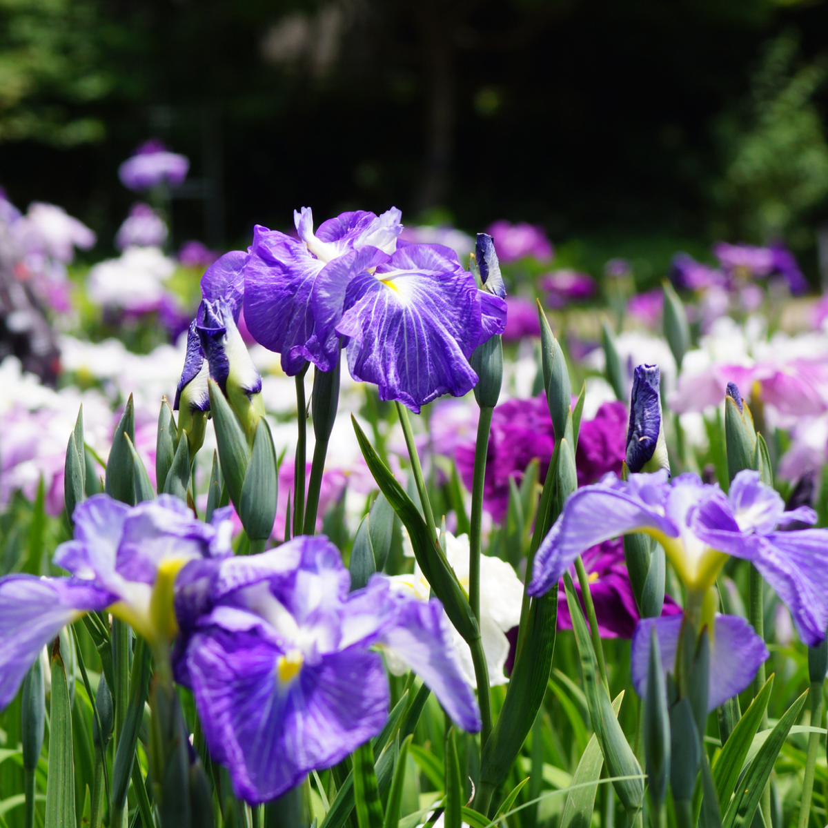 Cascade Spice Japanese Iris Hover