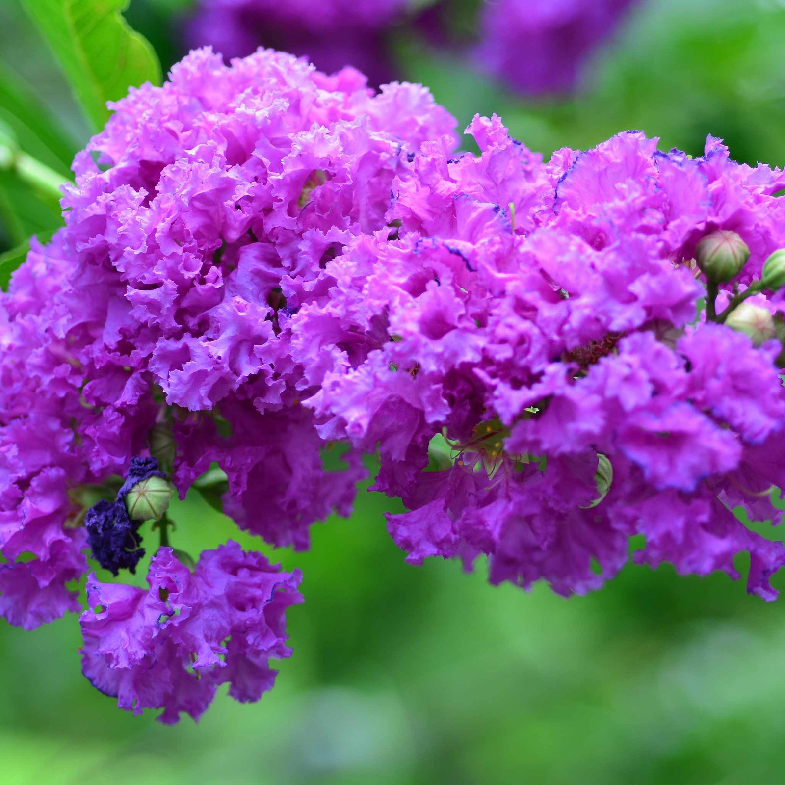 Catawba Crapemyrtle Hover